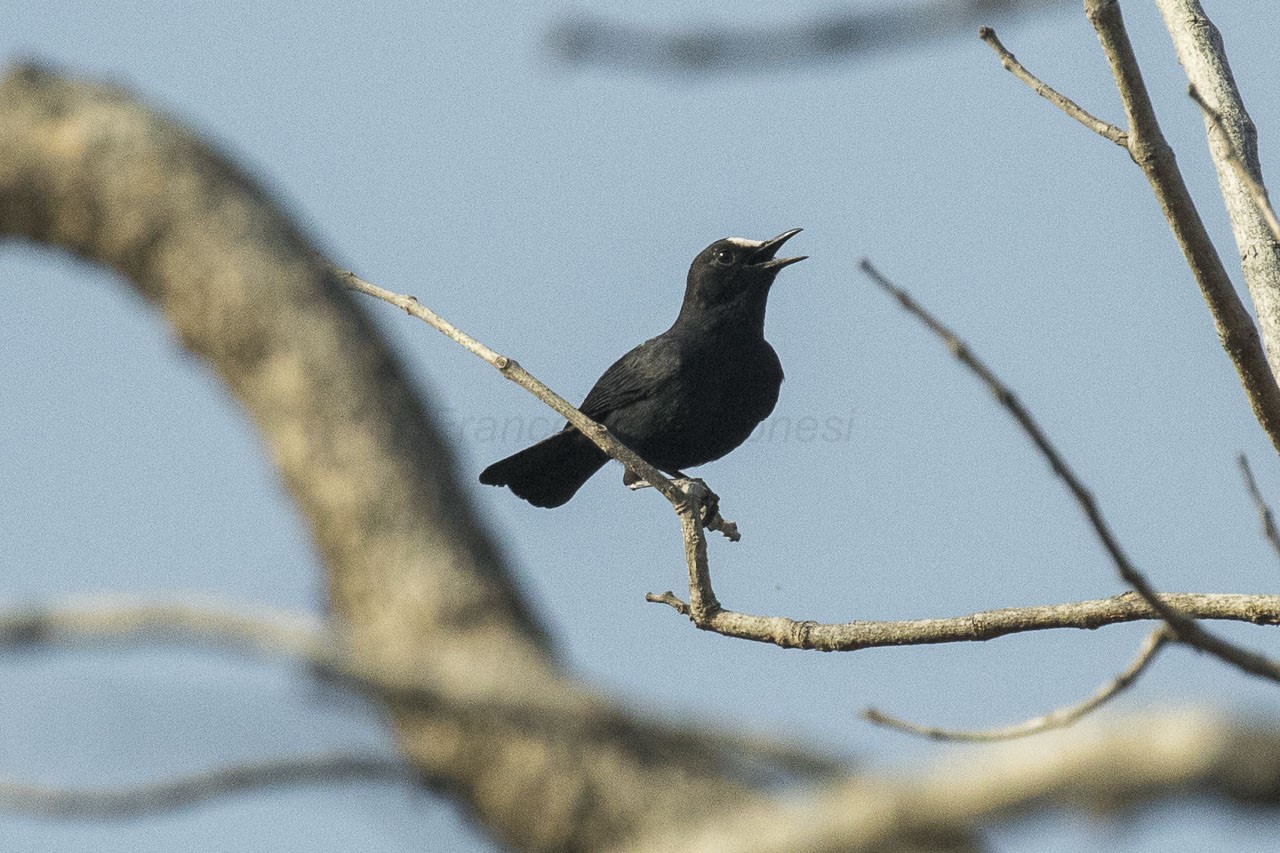 White-fronted Chat