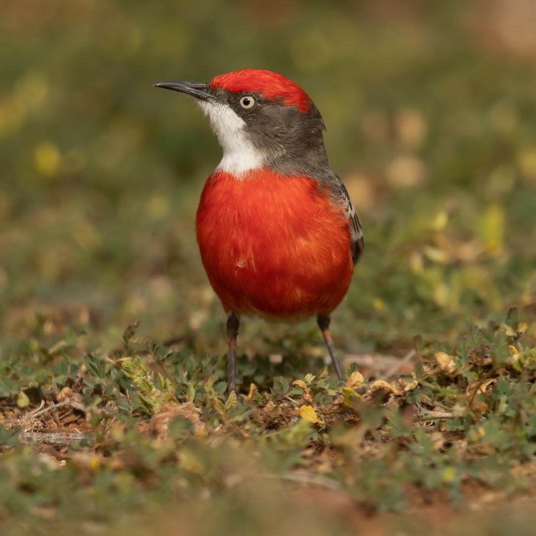 White-fronted Chat
