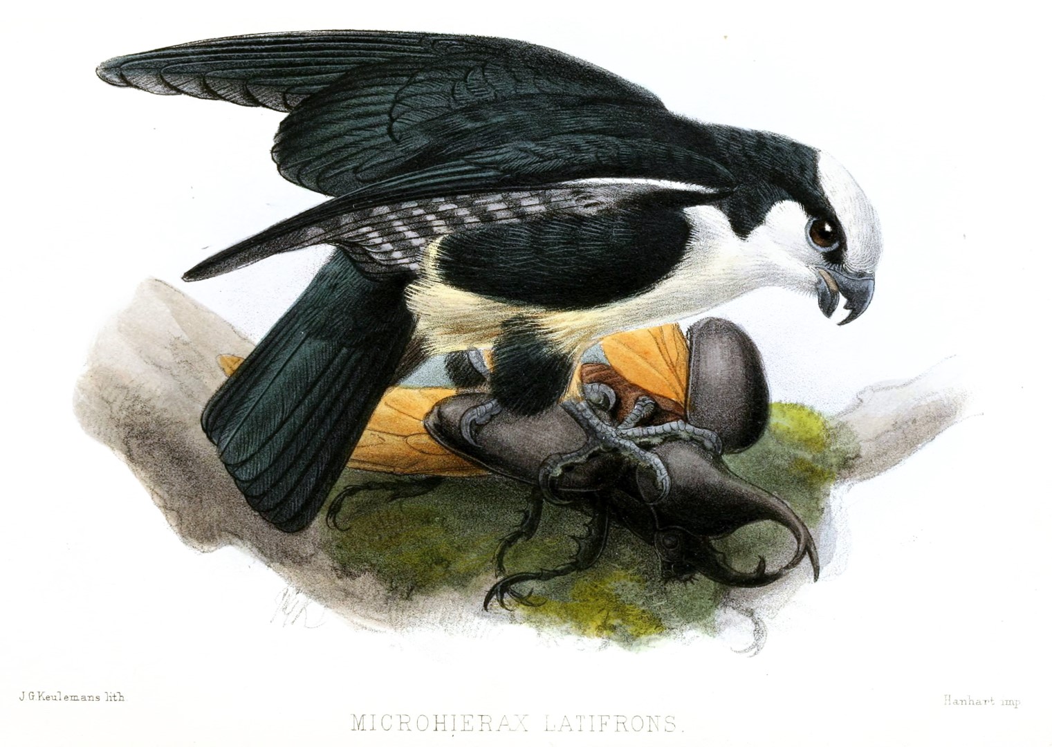 White-fronted Falconet