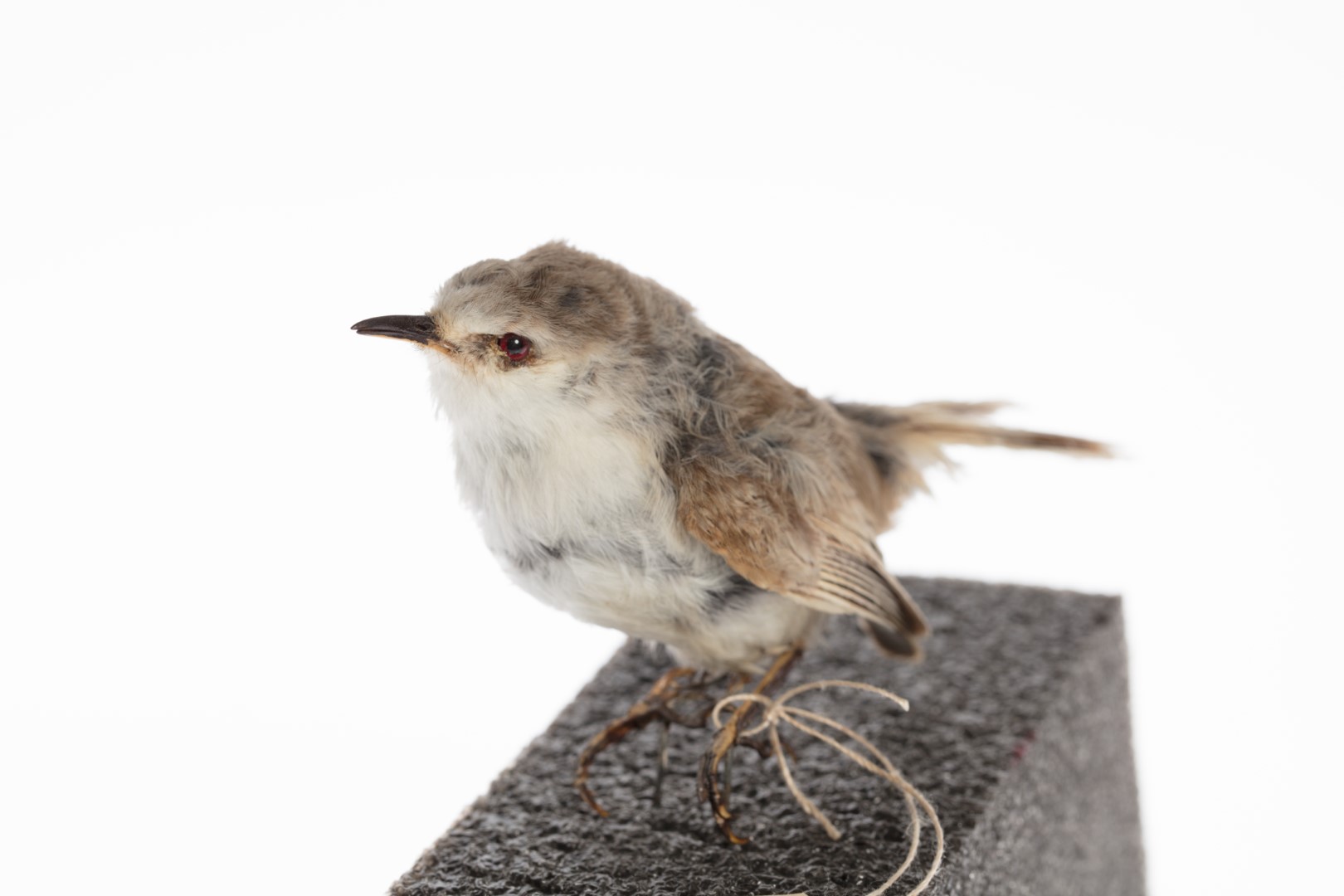 White-fronted Gerygone