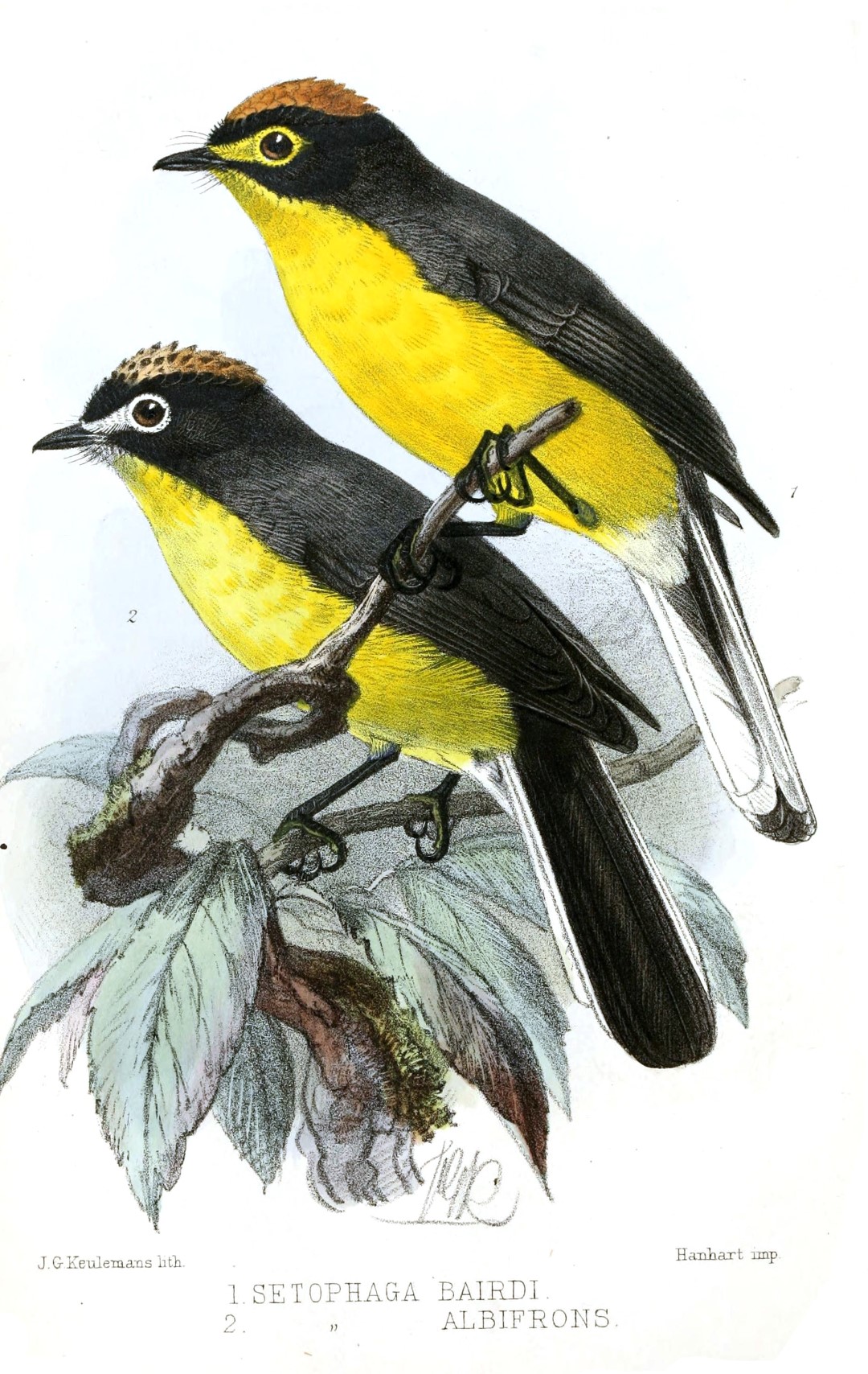 White-fronted Redstart