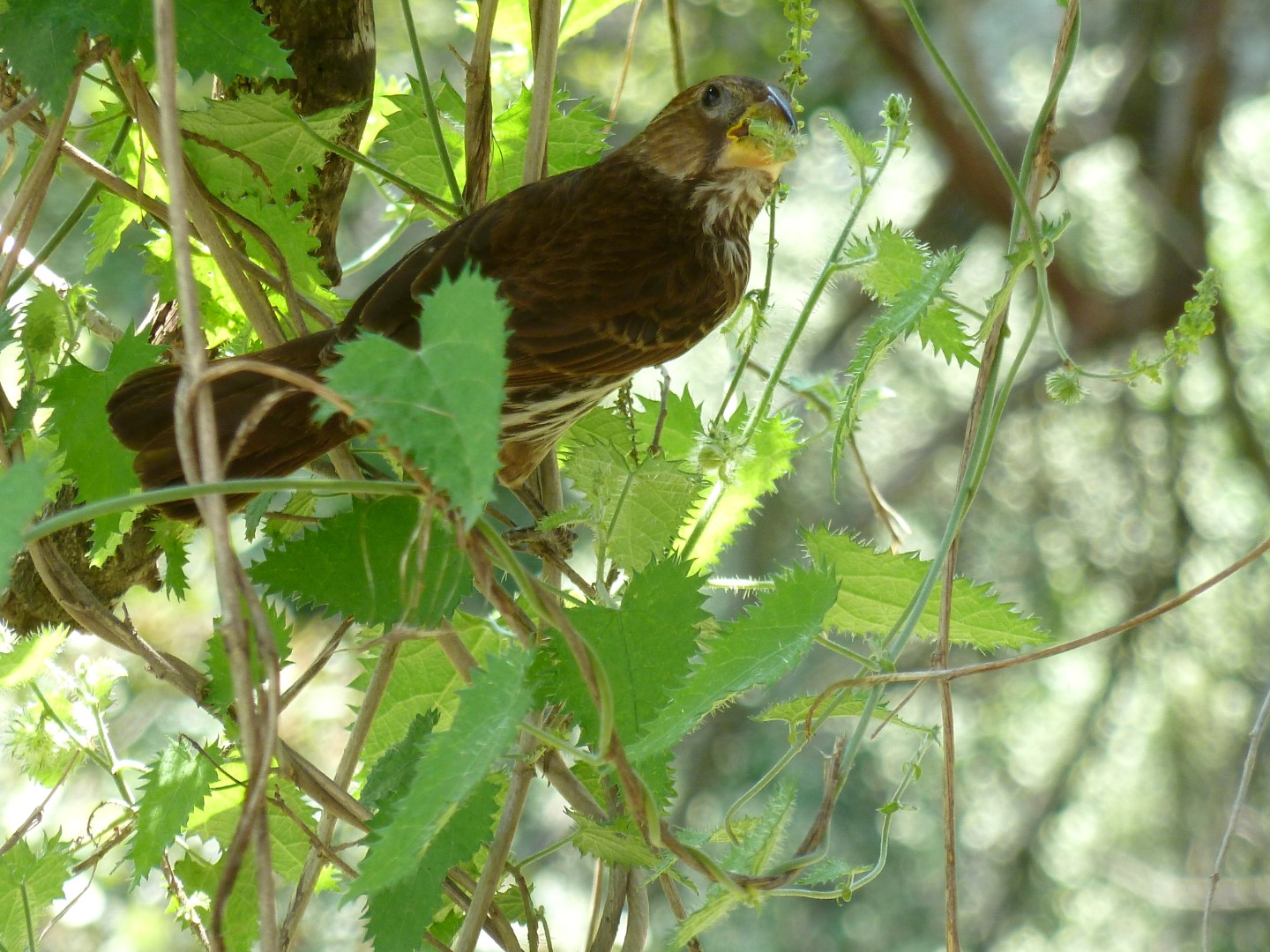 White-fronted Seedeater