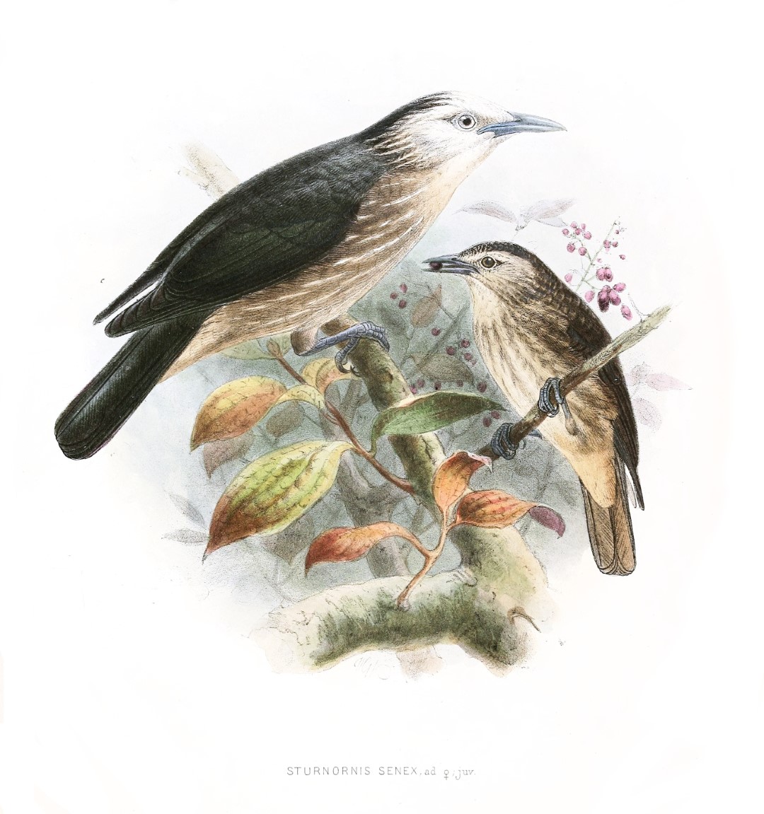 White-fronted Starling