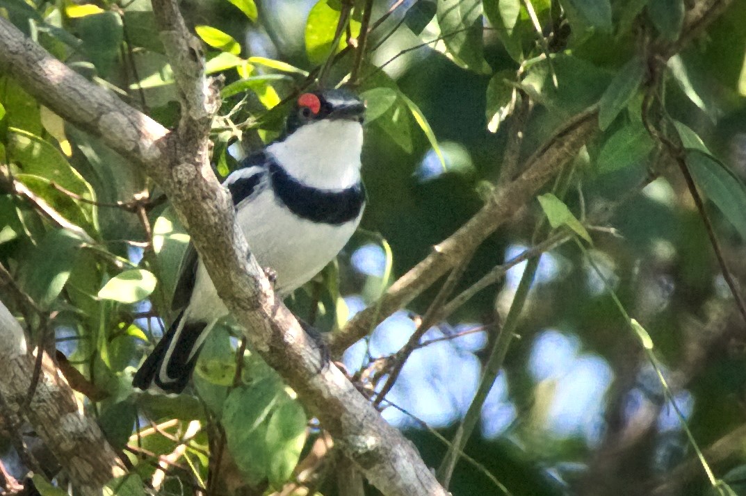 White-fronted Wattle-eye