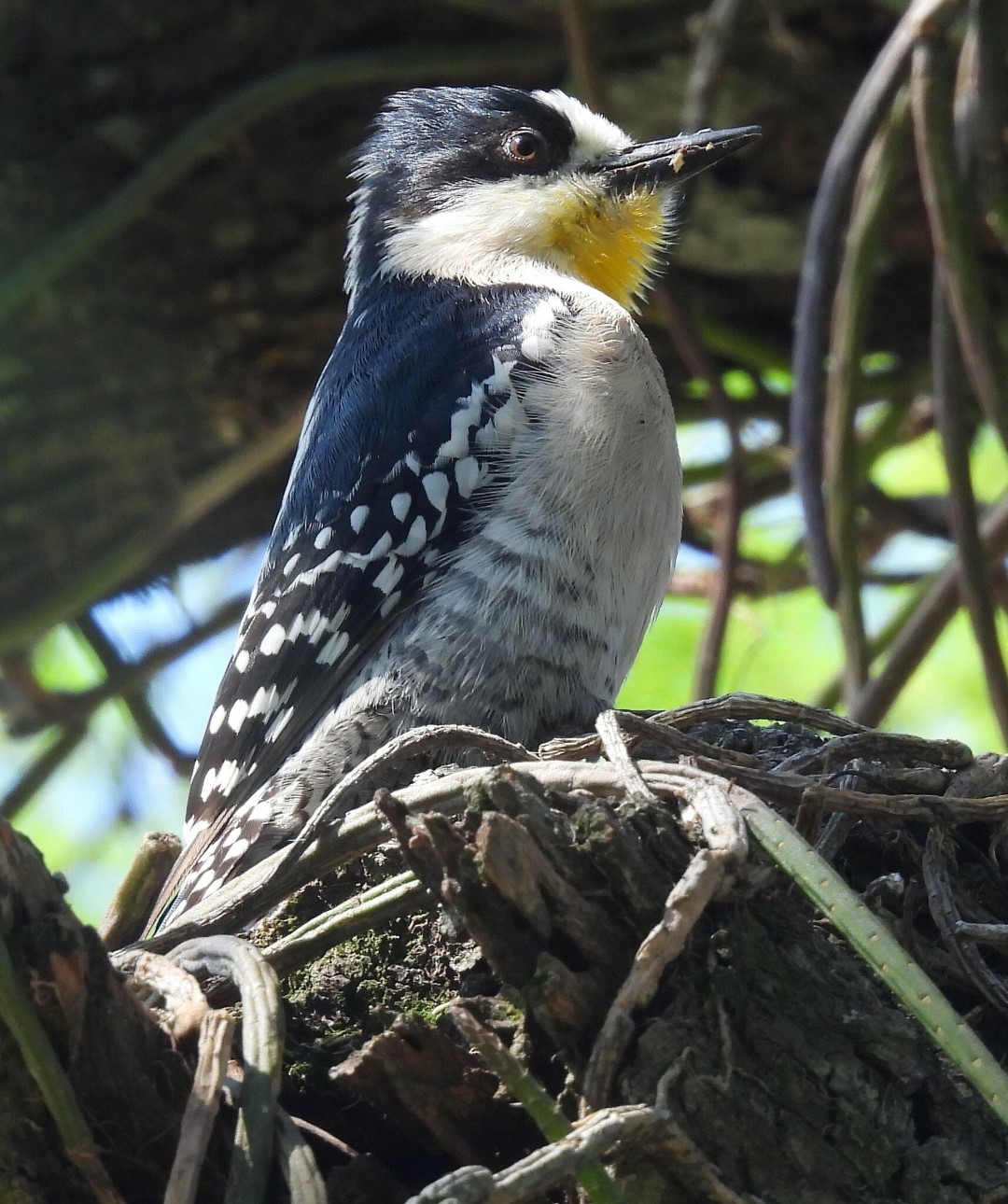 White-fronted Woodpecker