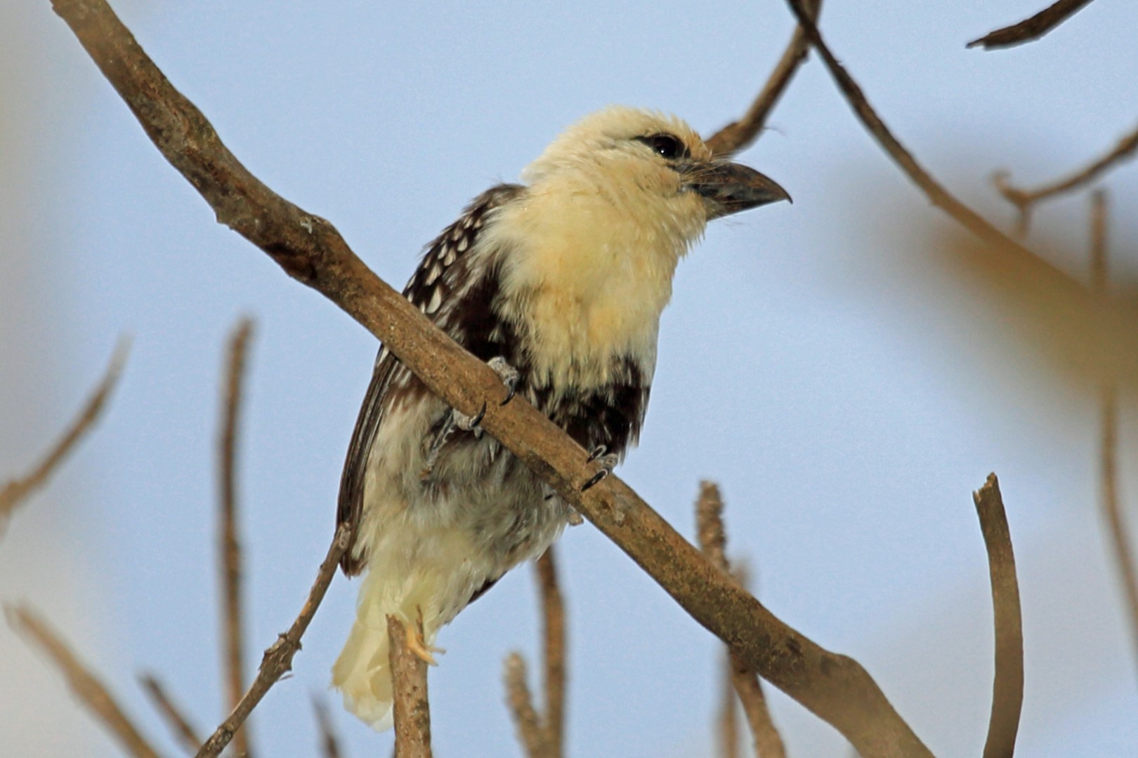 White-headed Barbet