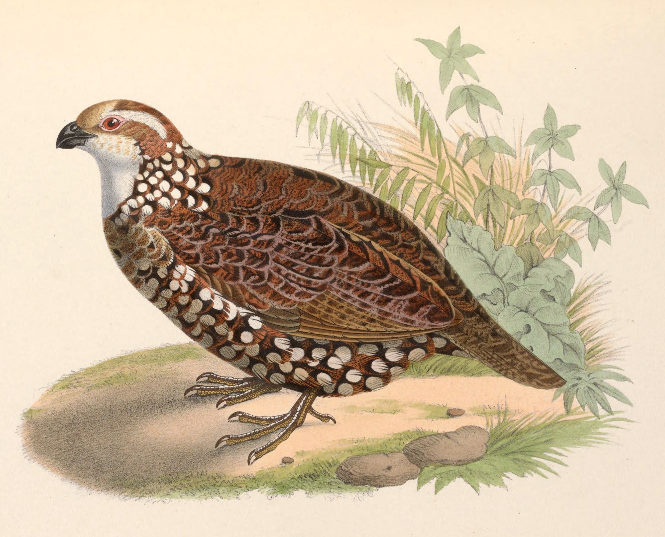 White-headed Bobwhite