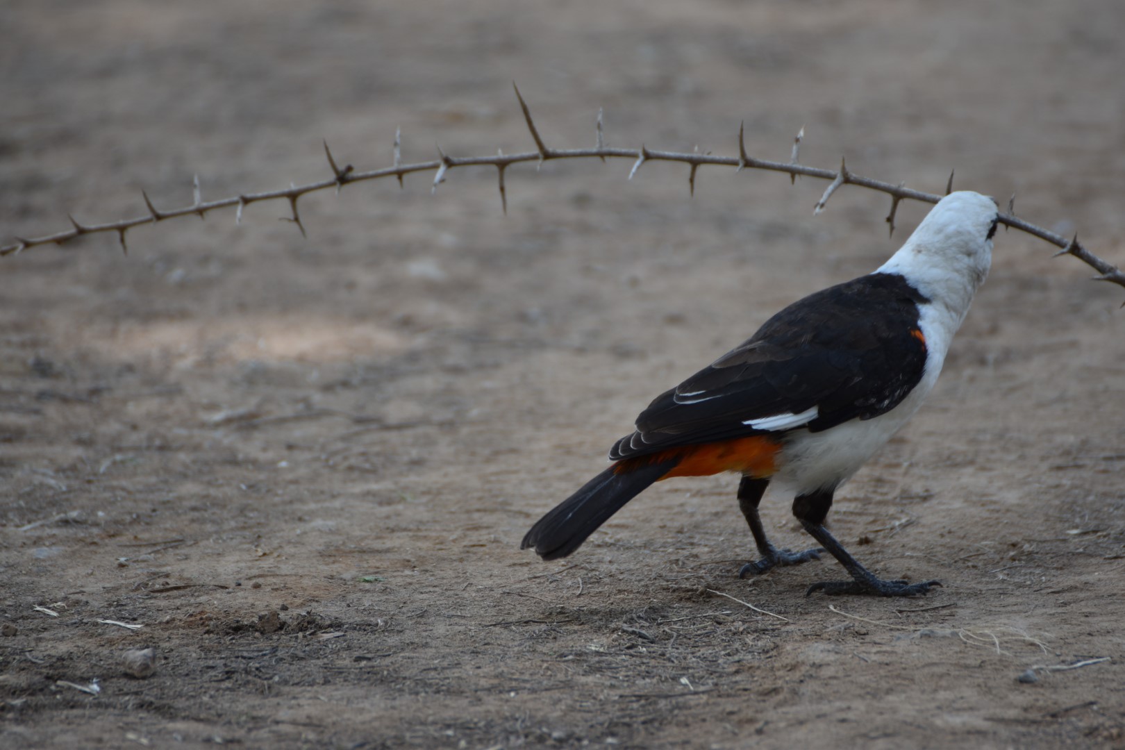 White-headed Buffalo Weaver