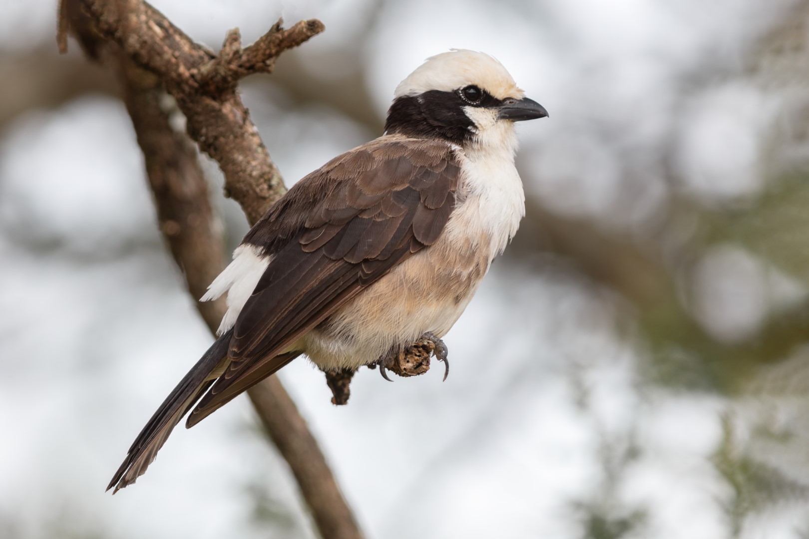 White-headed Buffalo Weaver