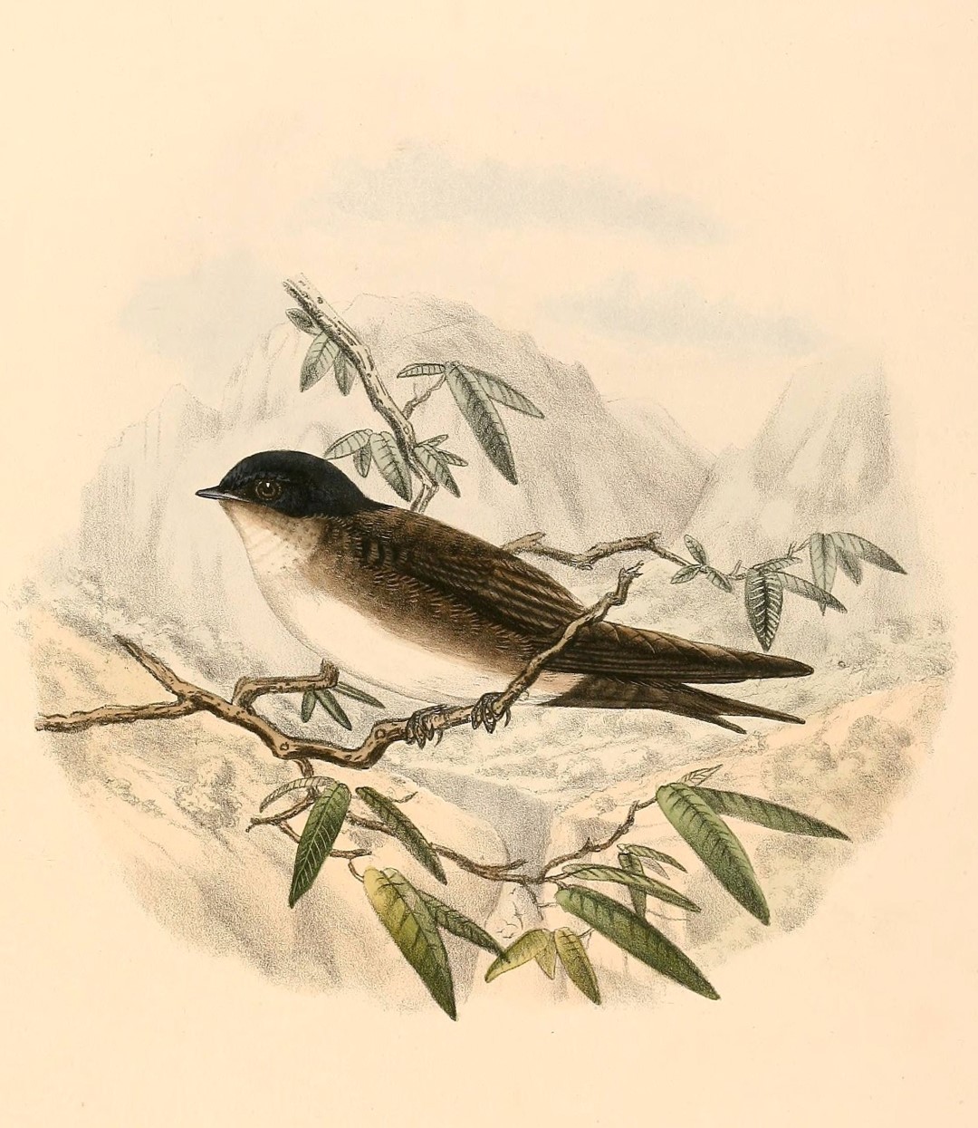 White-headed Cacholote