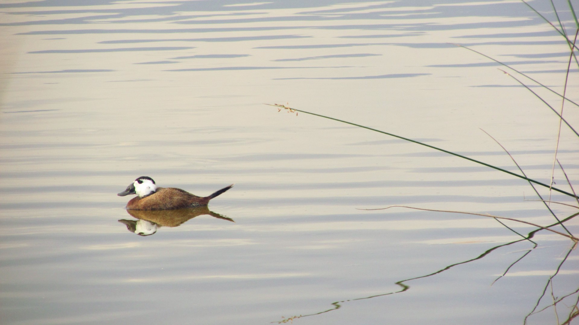 White-headed Duck