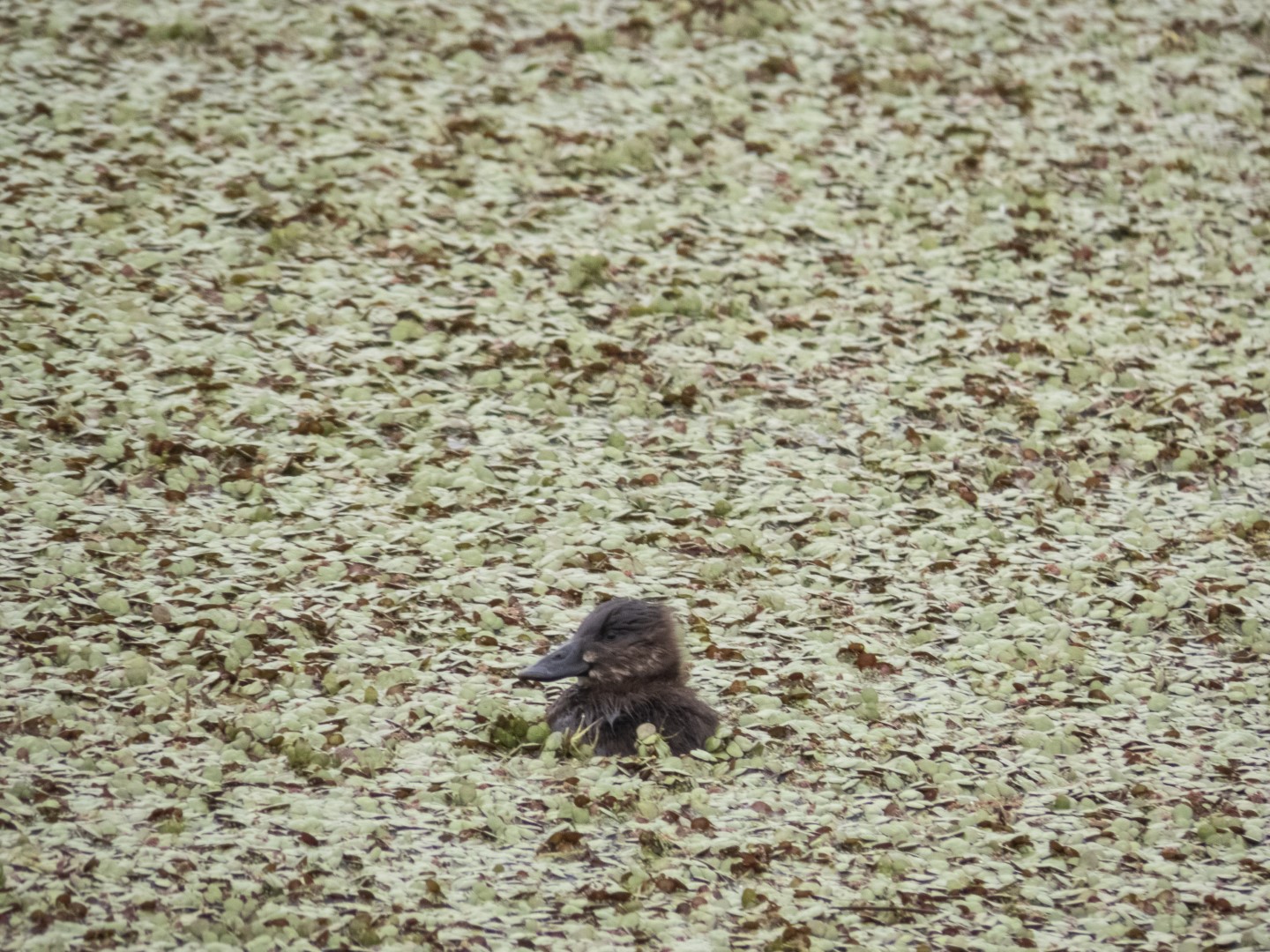 White-headed Duck