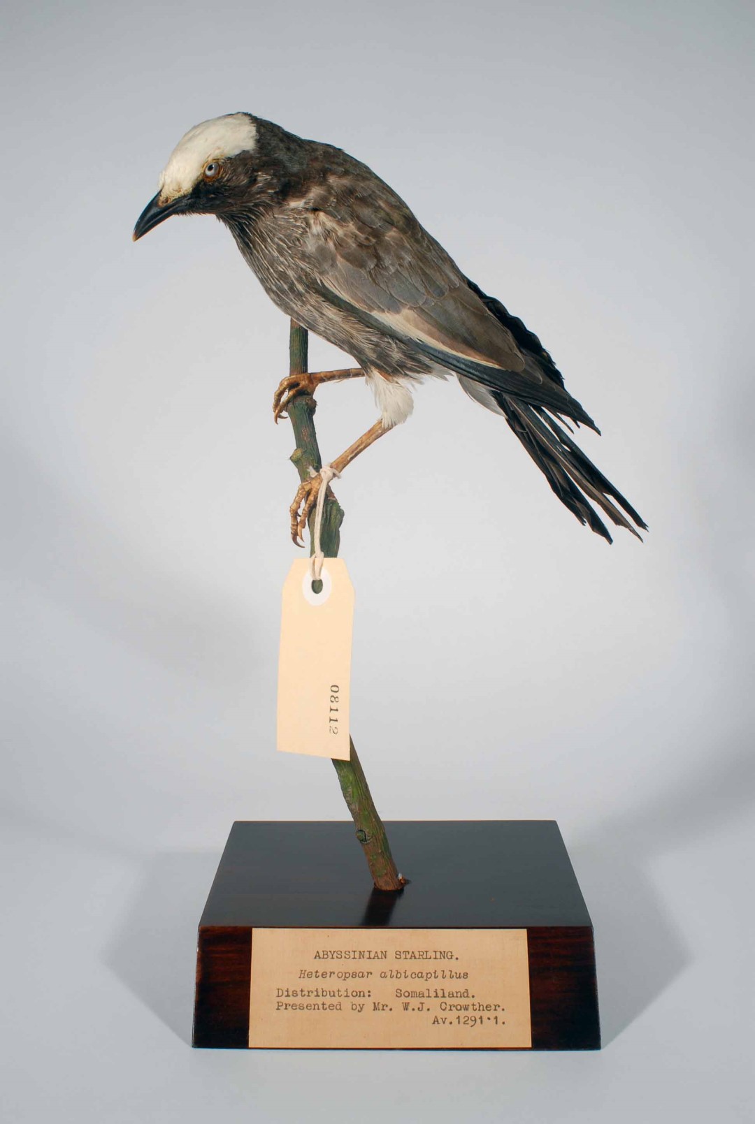 White-headed Glossy-Starling