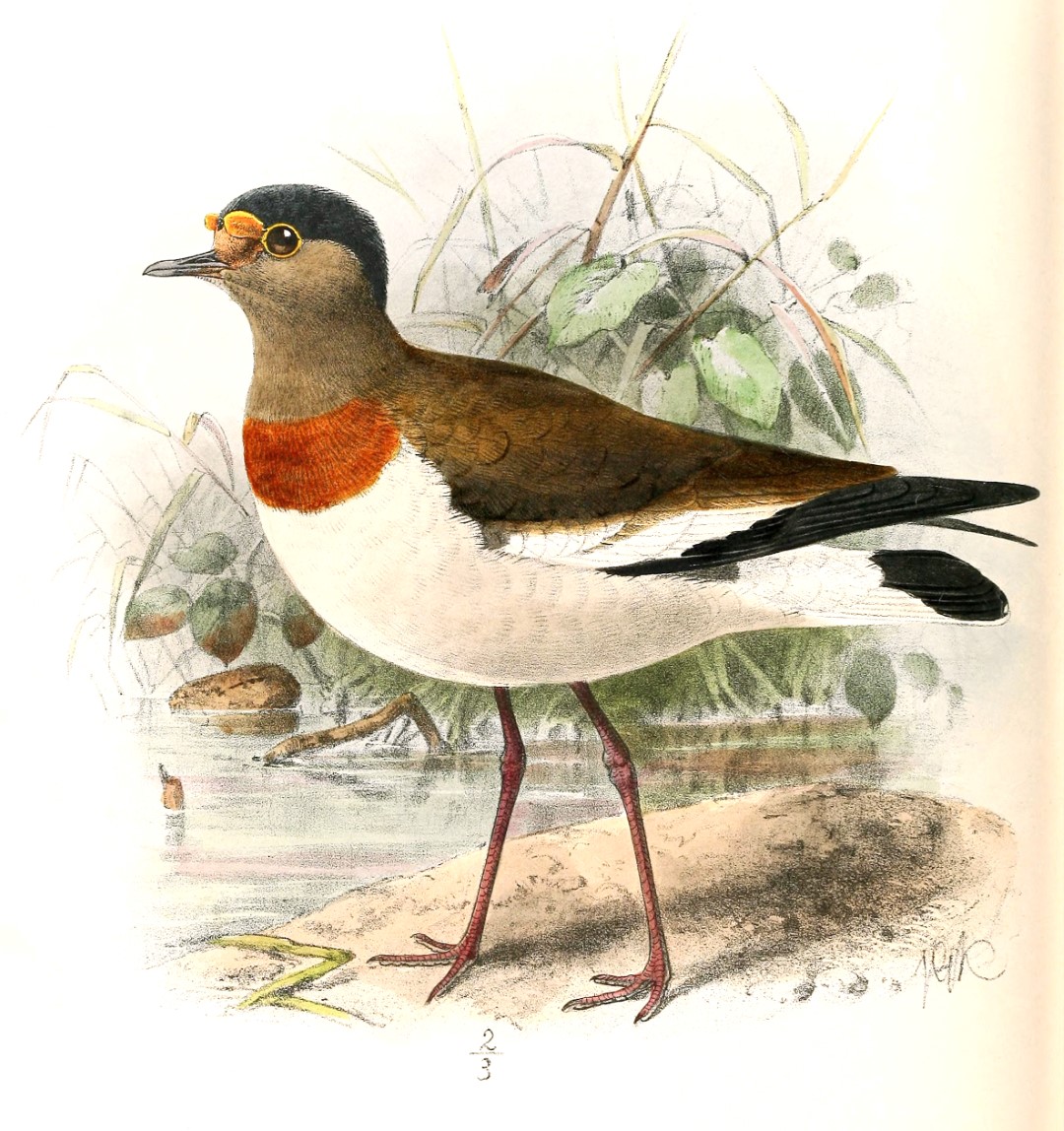 White-headed Lapwing