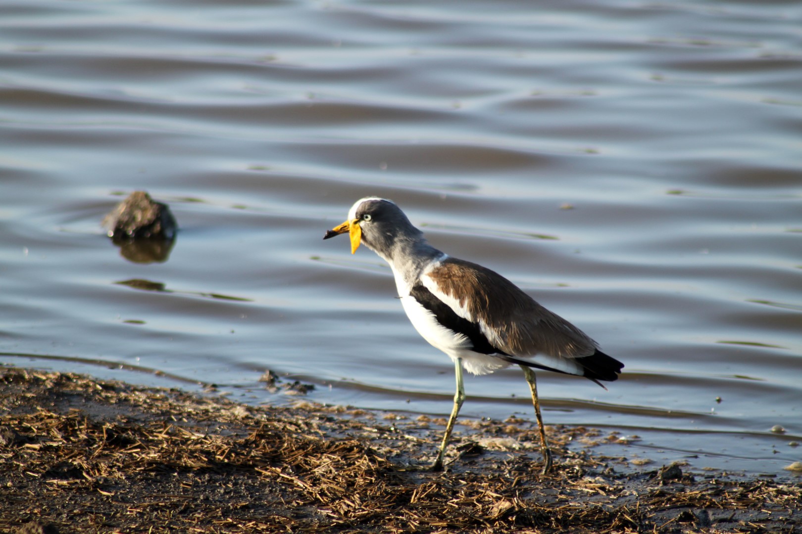 White-headed Lapwing