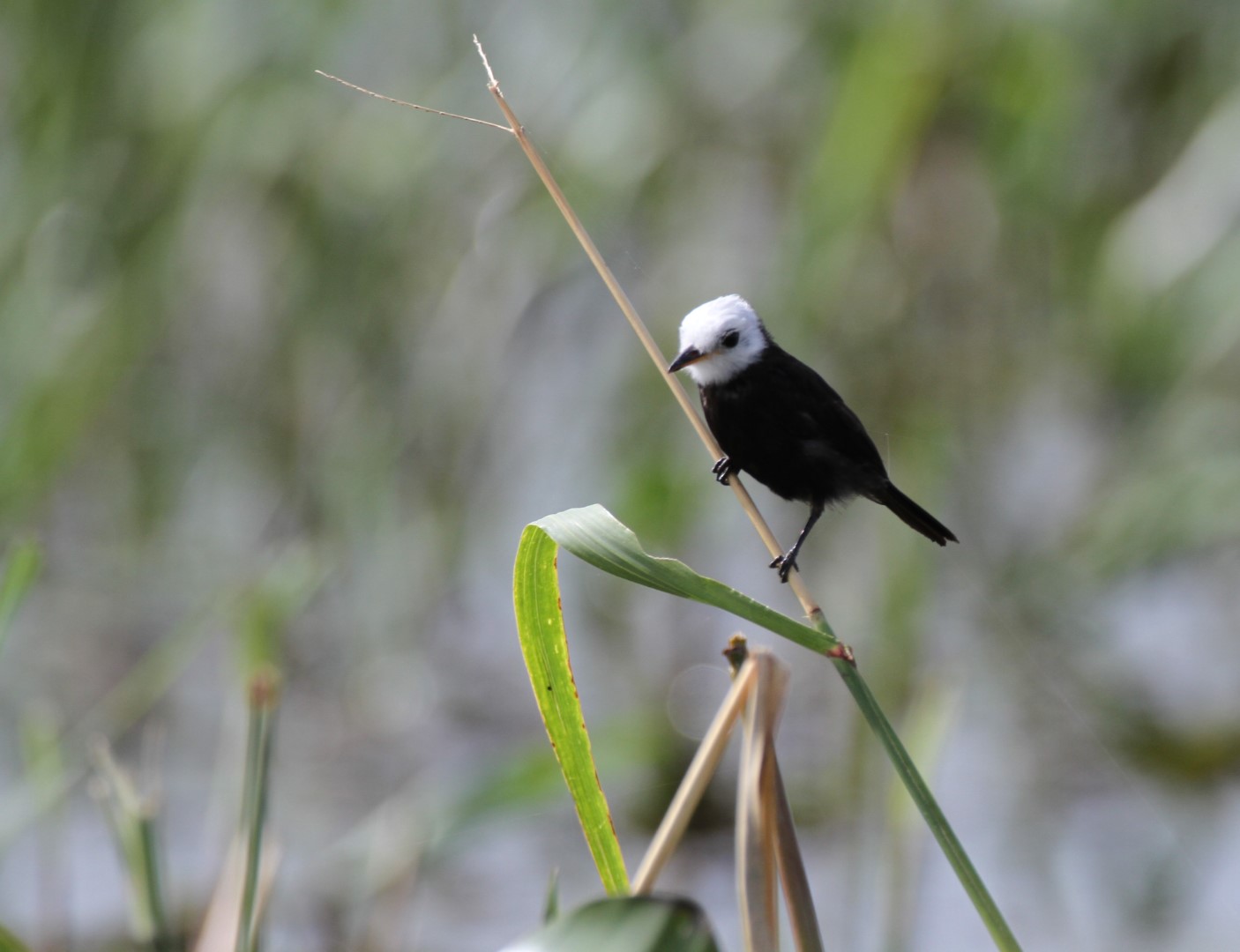 White-headed Marsh Tyrant