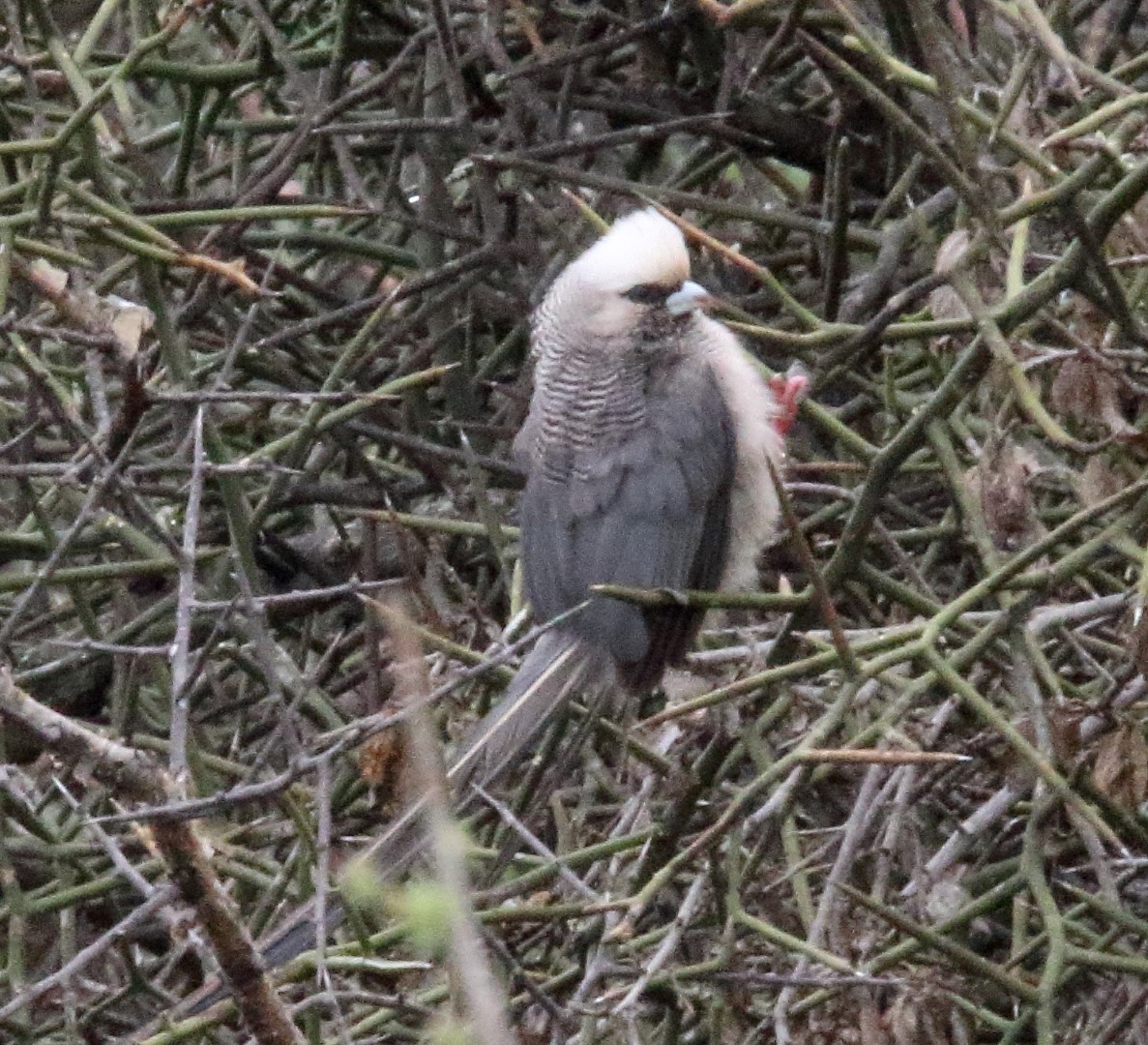White-headed Mousebird