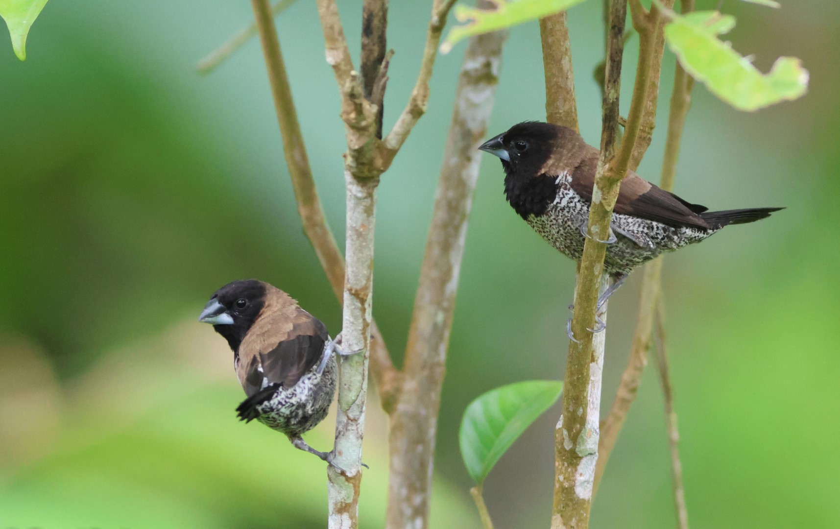 White-headed Munia