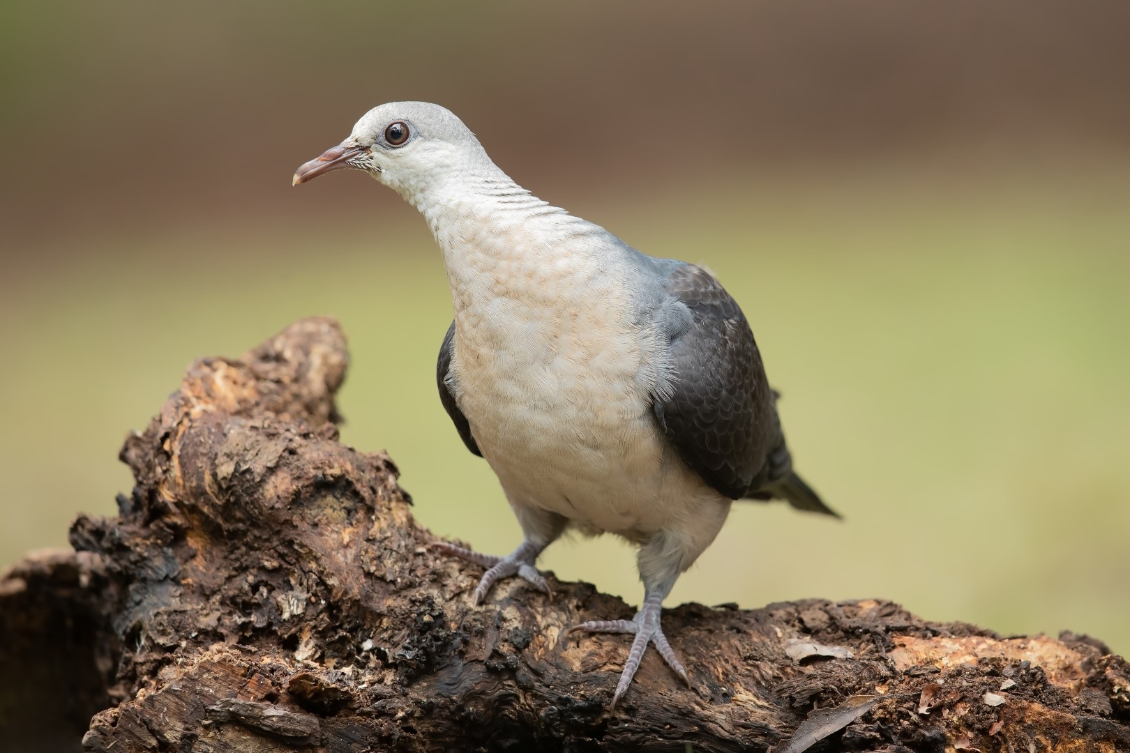 White-headed Pigeon