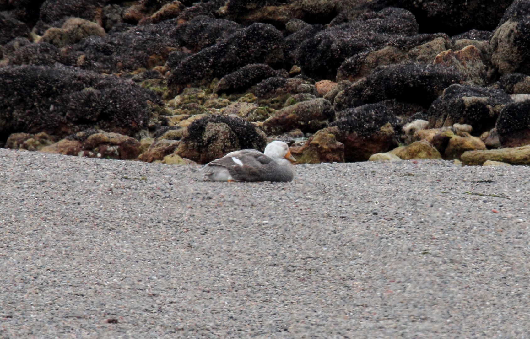 White-headed Steamer-Duck