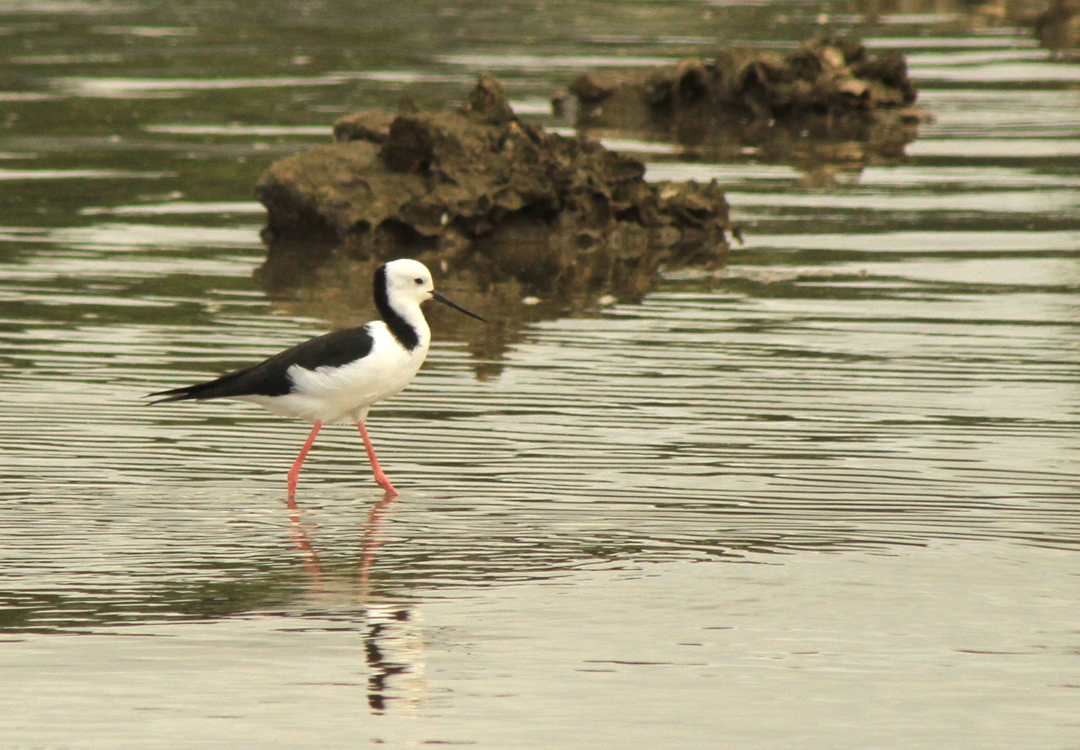 White-headed Stilt