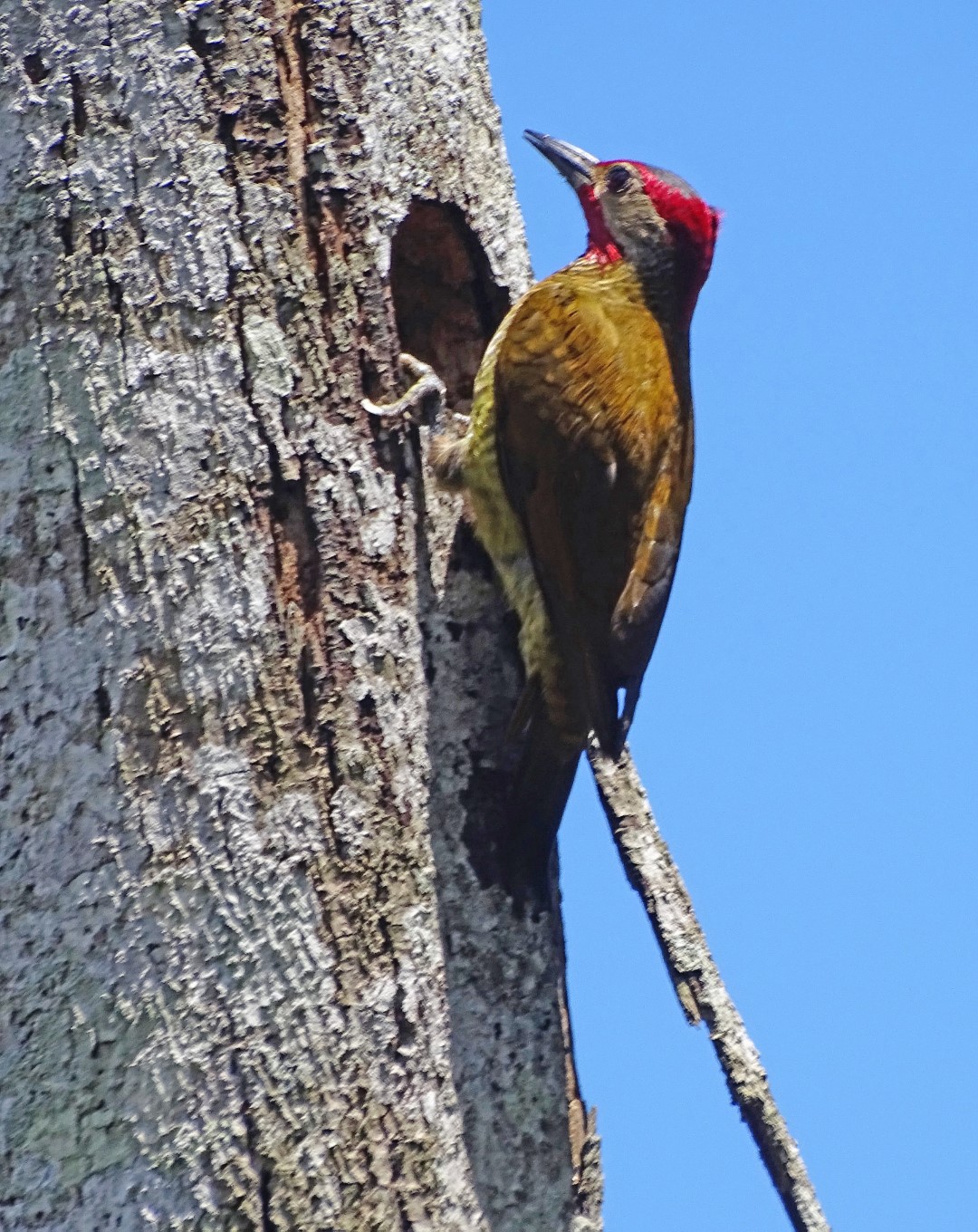 White-headed Woodpecker