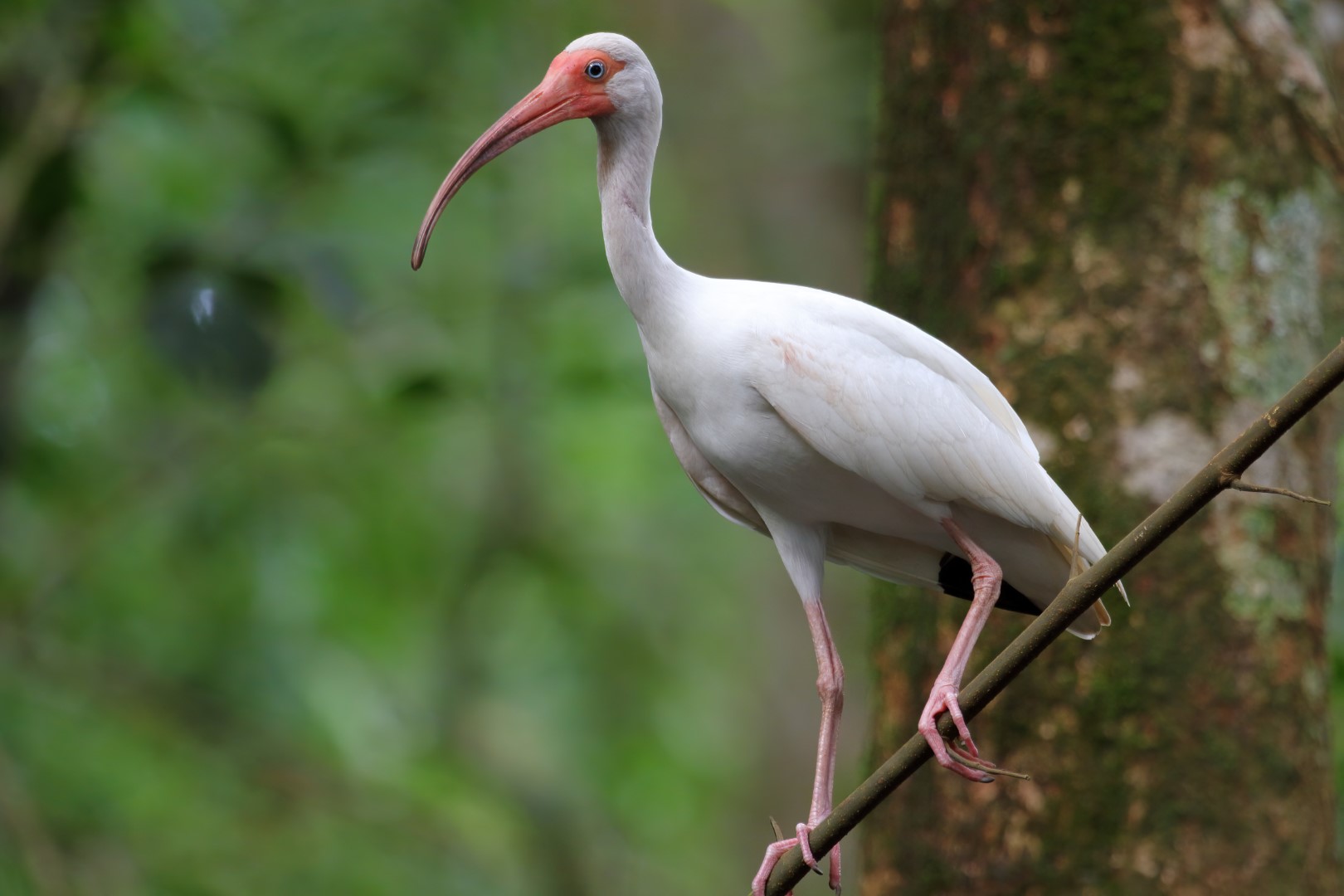 White Ibis