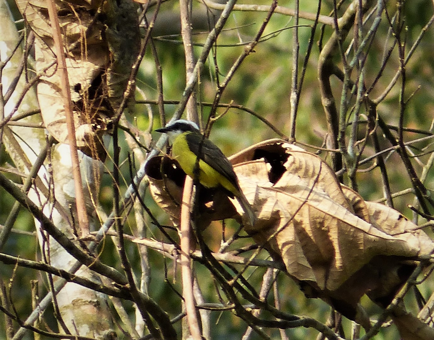 White-lined Tanager