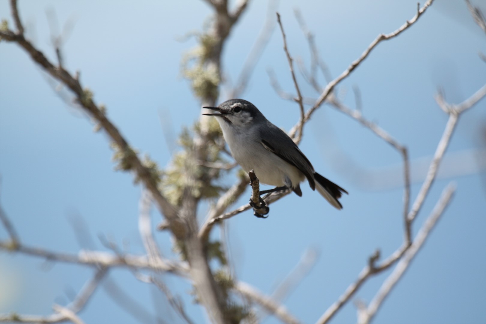 White-lored Gnatcatcher