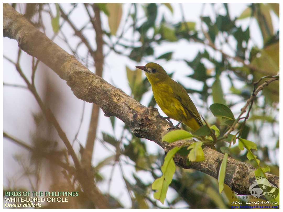 White-lored Oriole