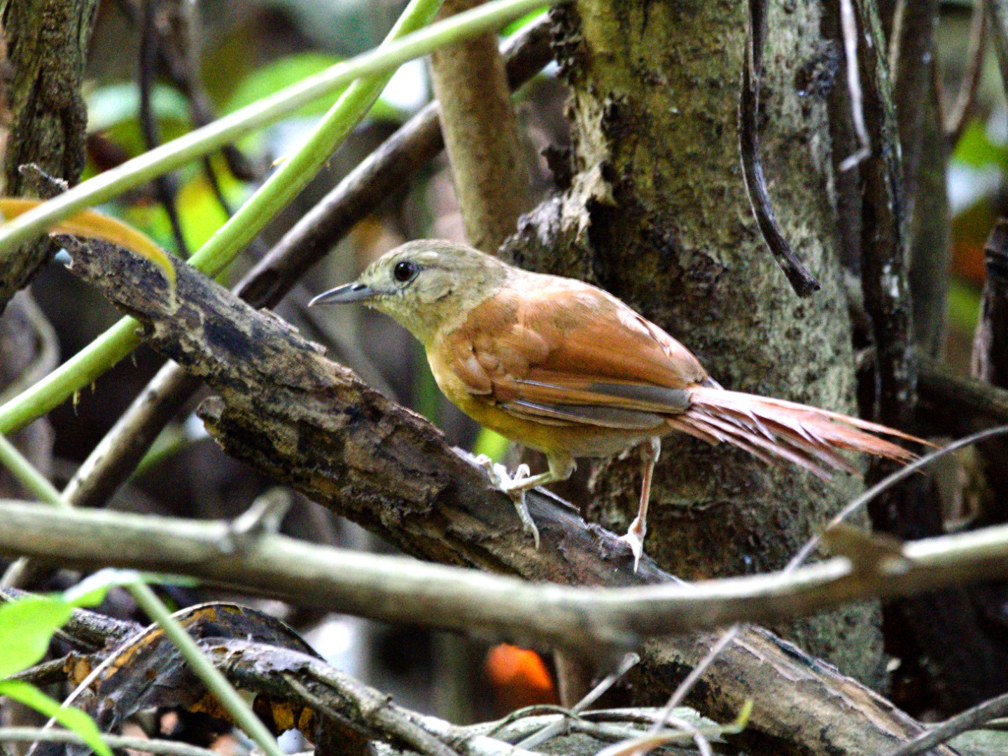 White-lored Spinetail