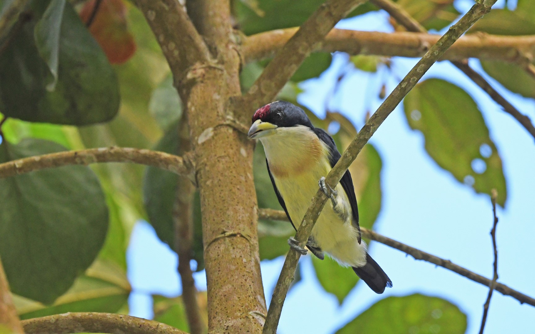 White-mantled Barbet