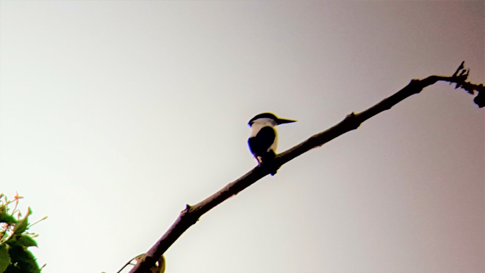 White-mantled Kingfisher