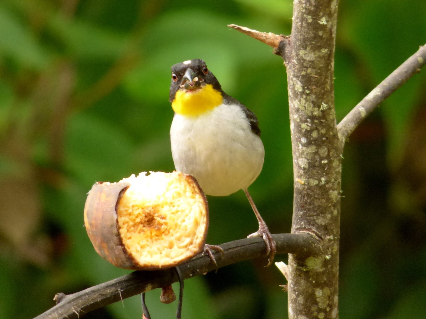 White-naped Brush Finch