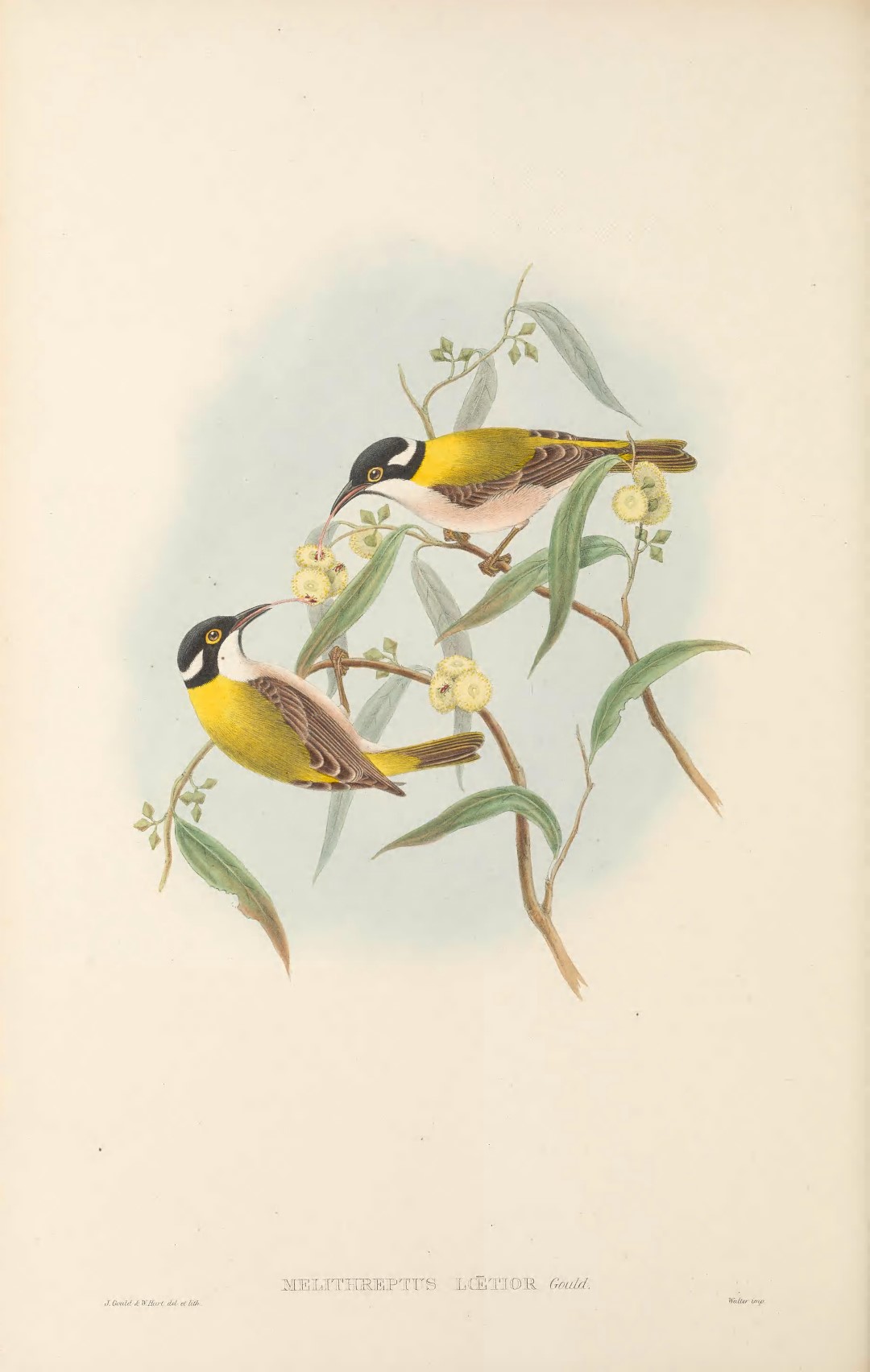 White-naped Honeyeater