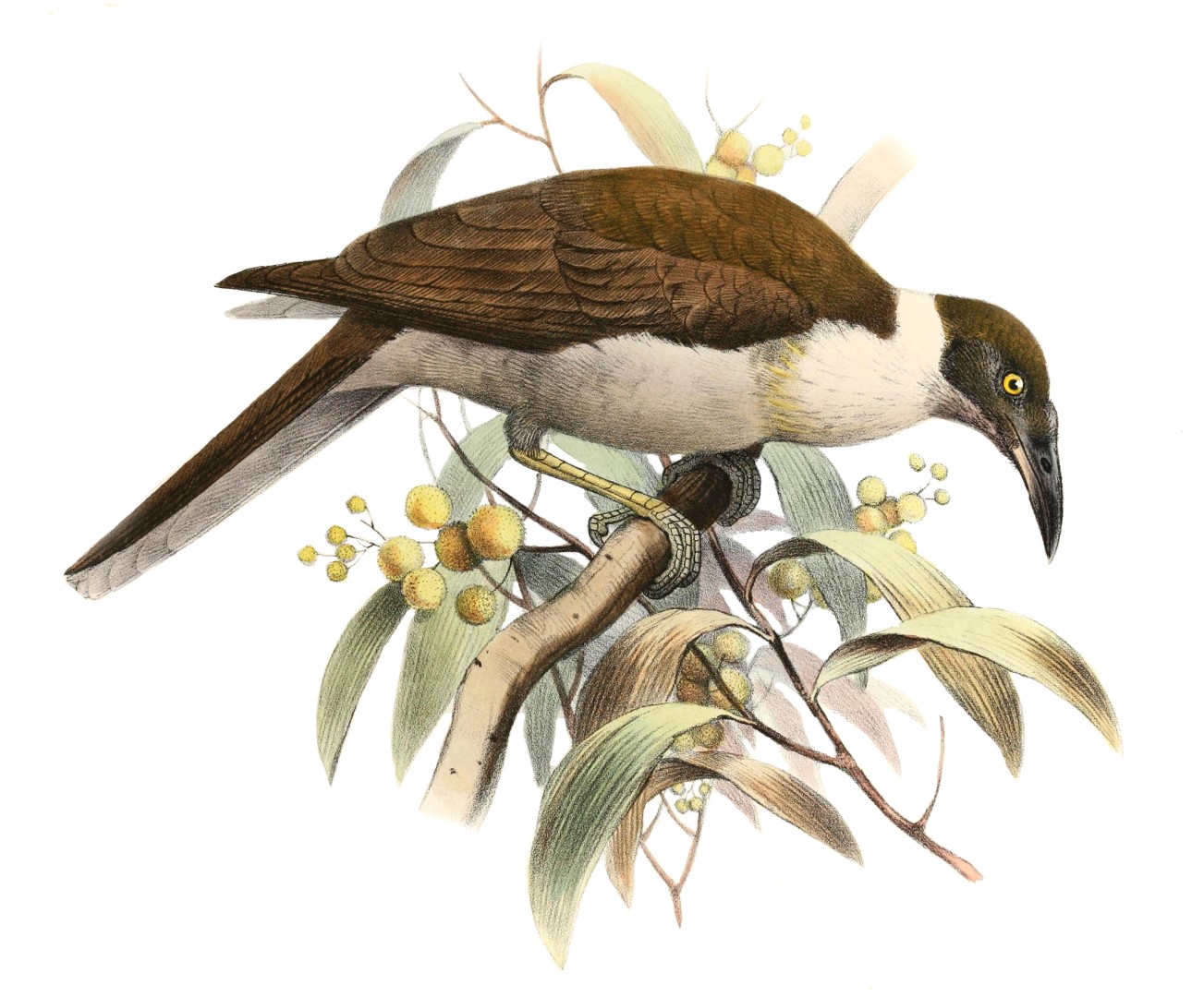 White-naped Honeyeater