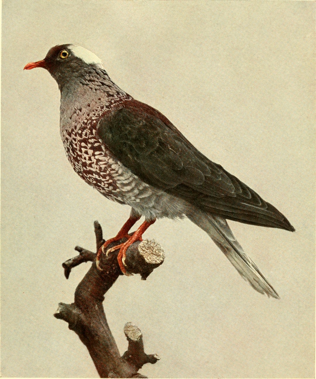 White-naped Pigeon