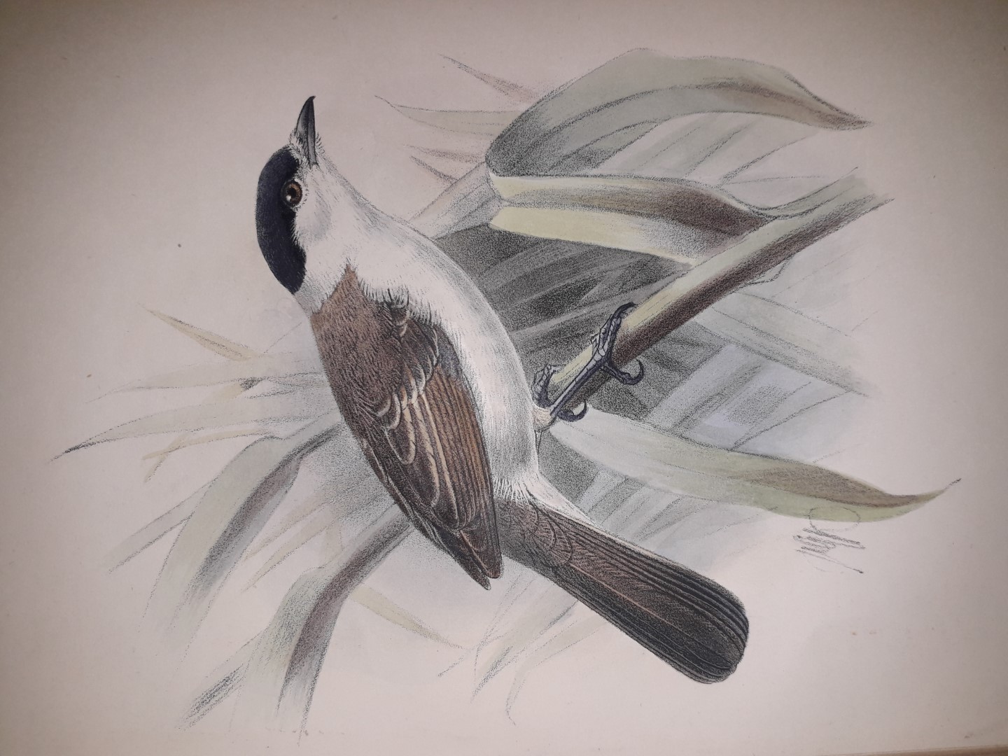 White-naped Xenopsaris