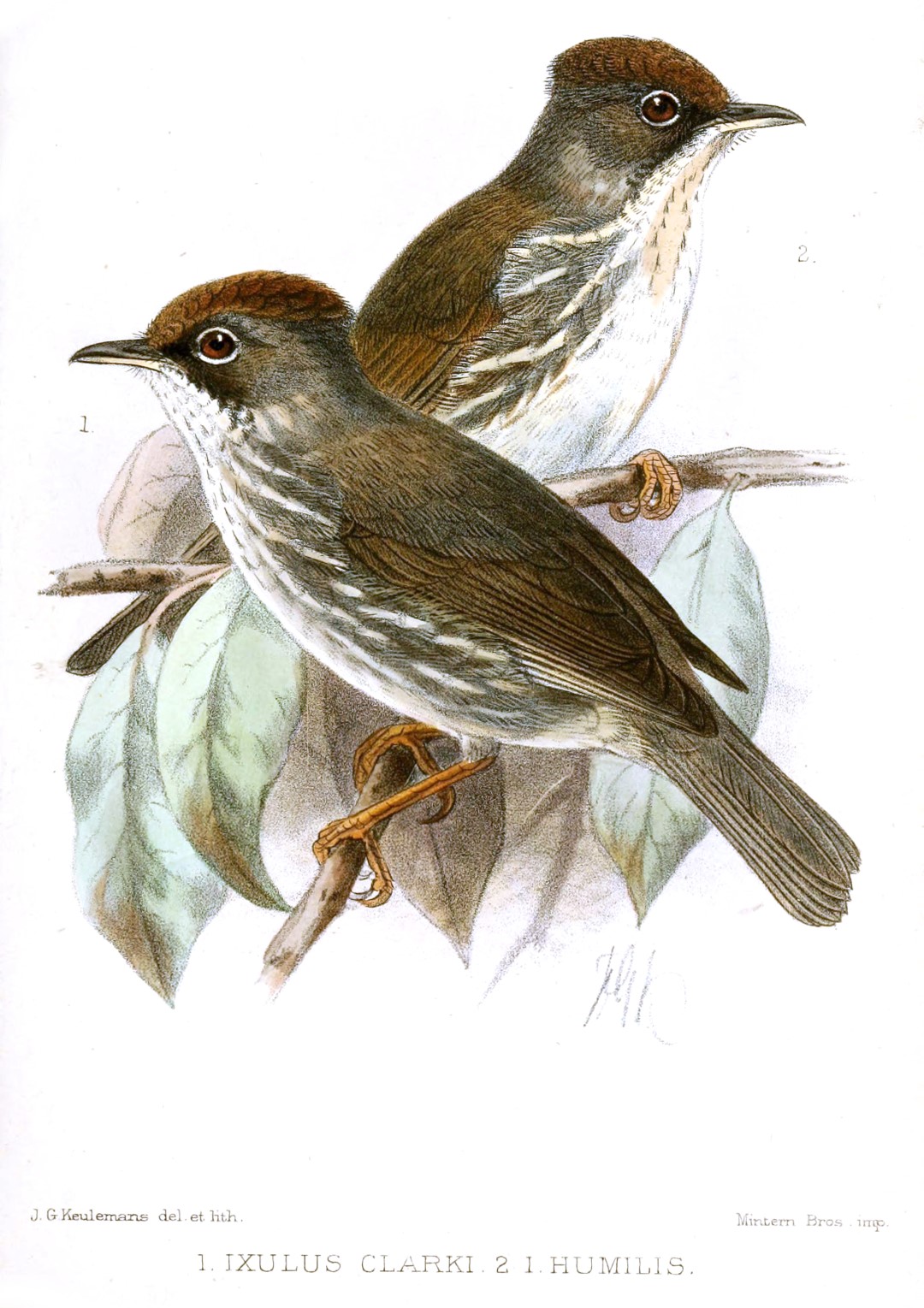 White-naped Yuhina