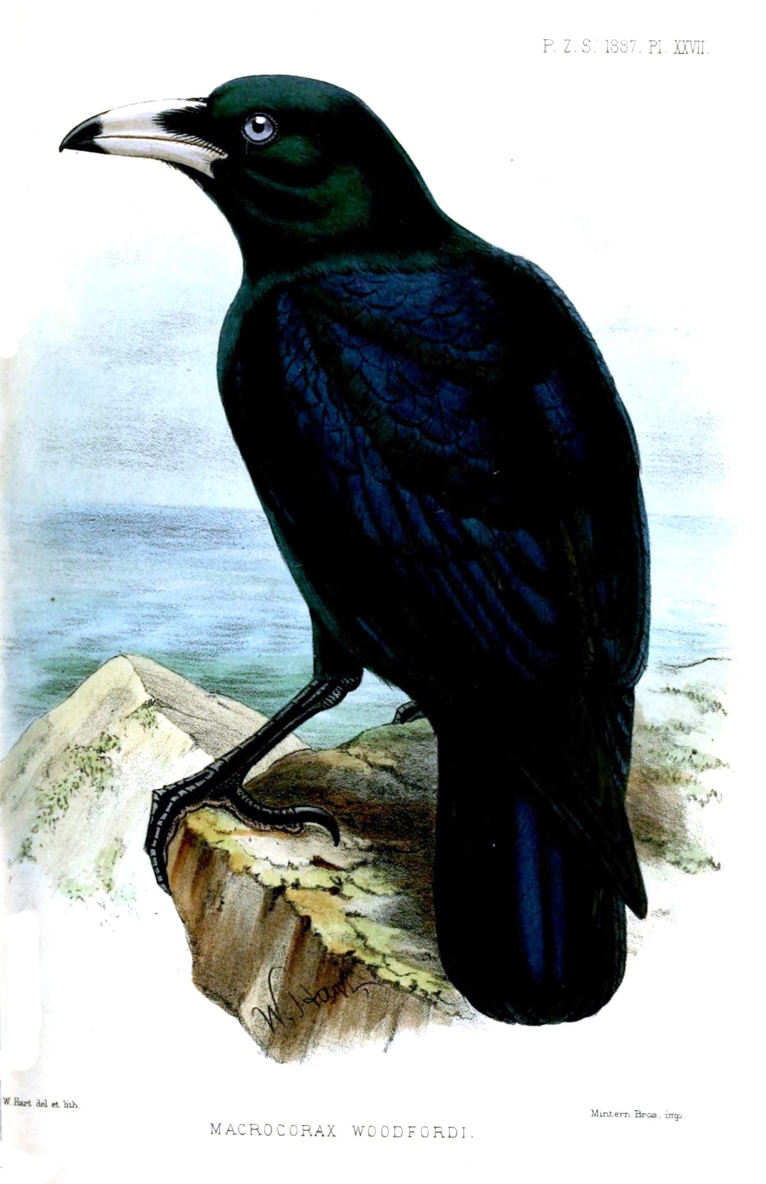 White-necked Crow