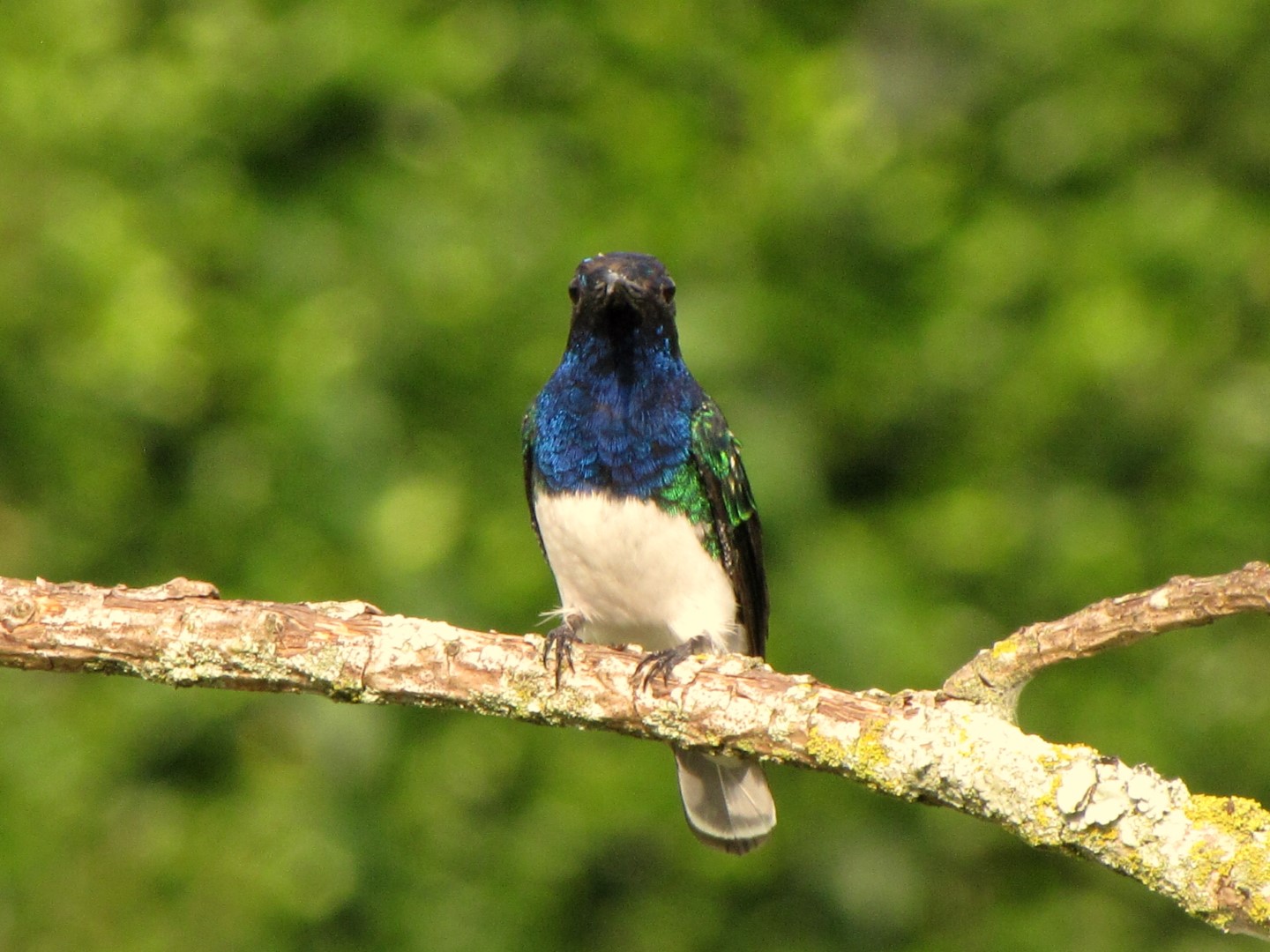White-necked Jacobin