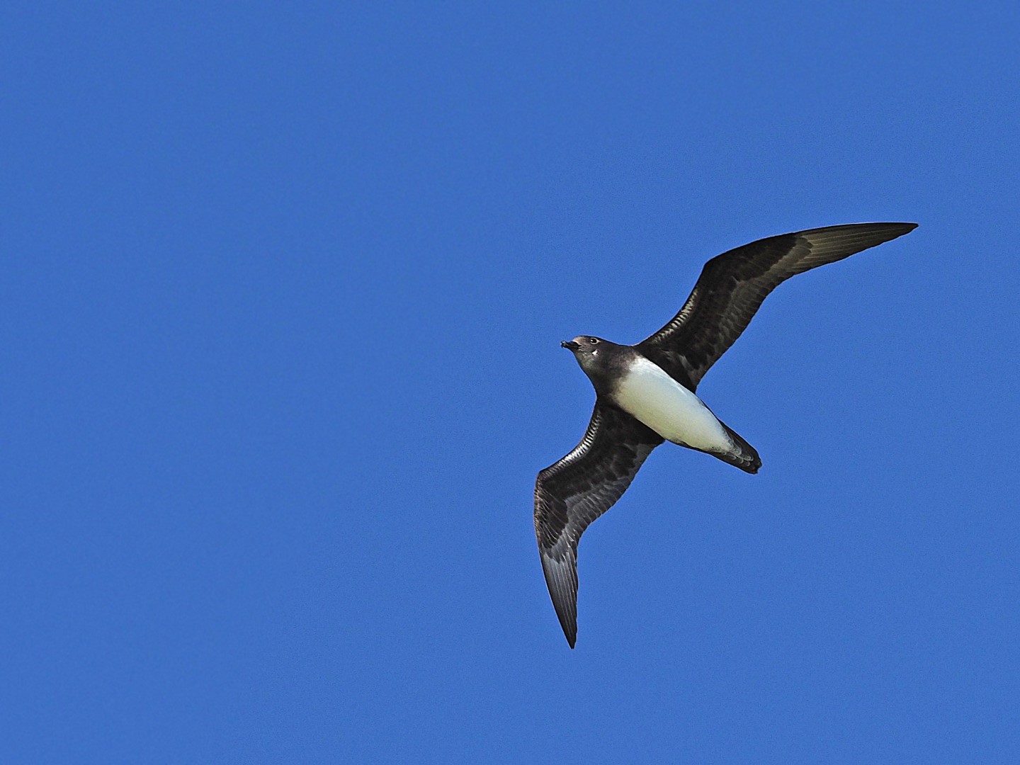 White-necked Petrel