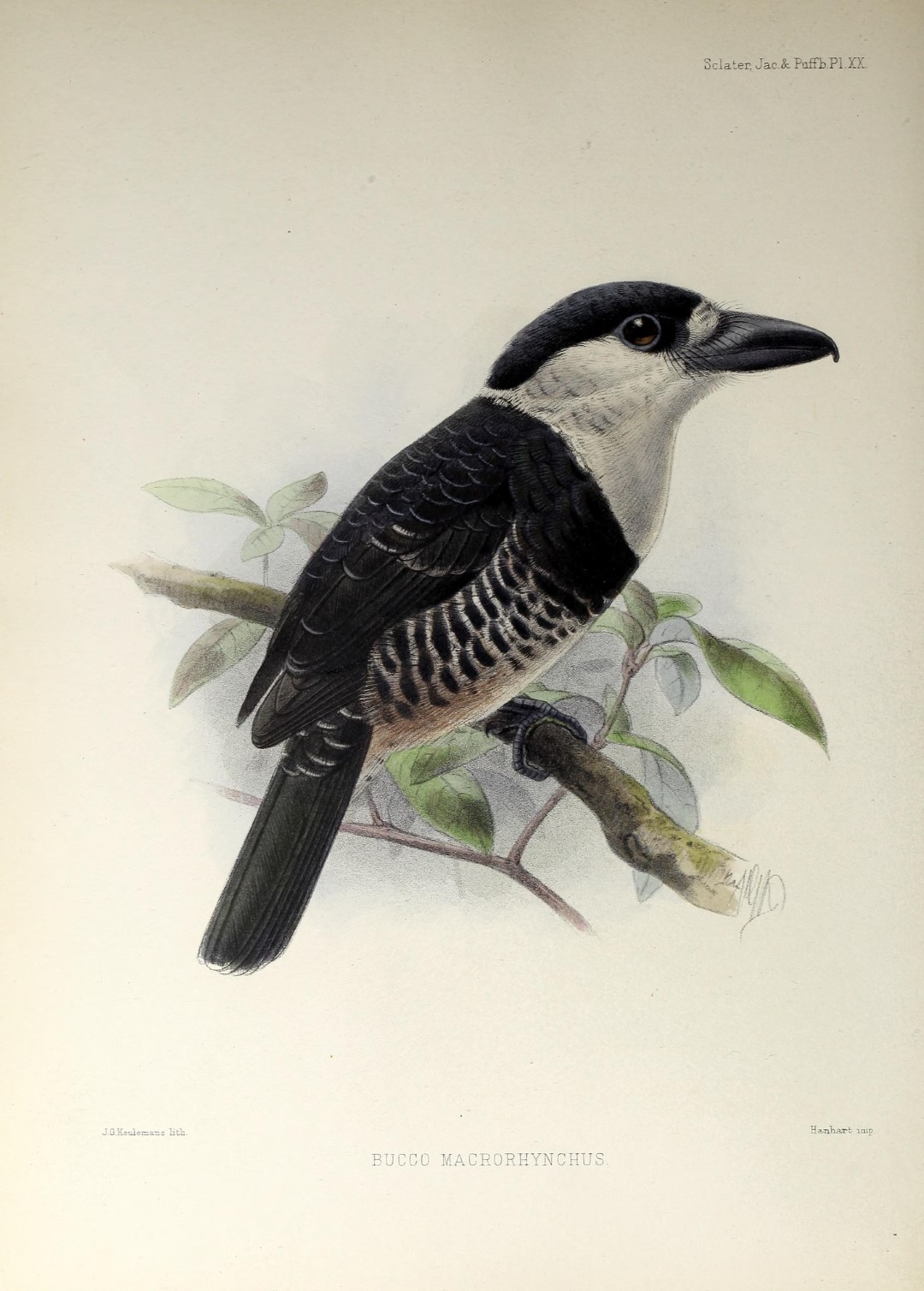 White-necked Puffbird