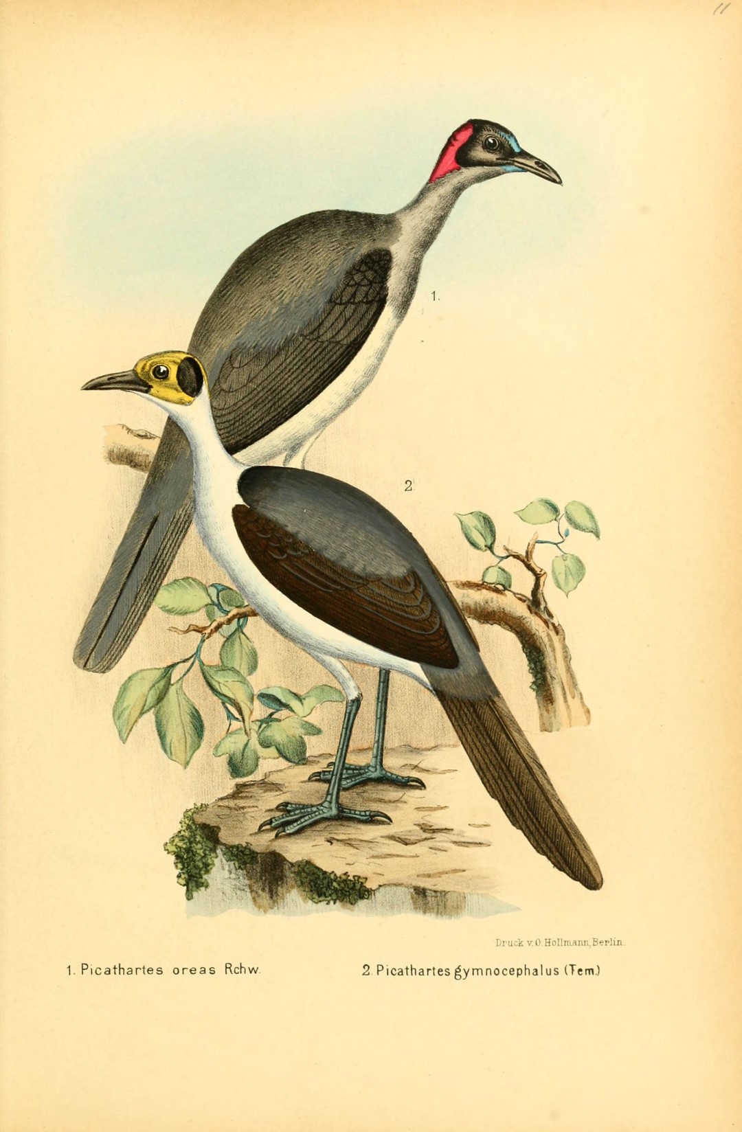 White-necked Rockfowl