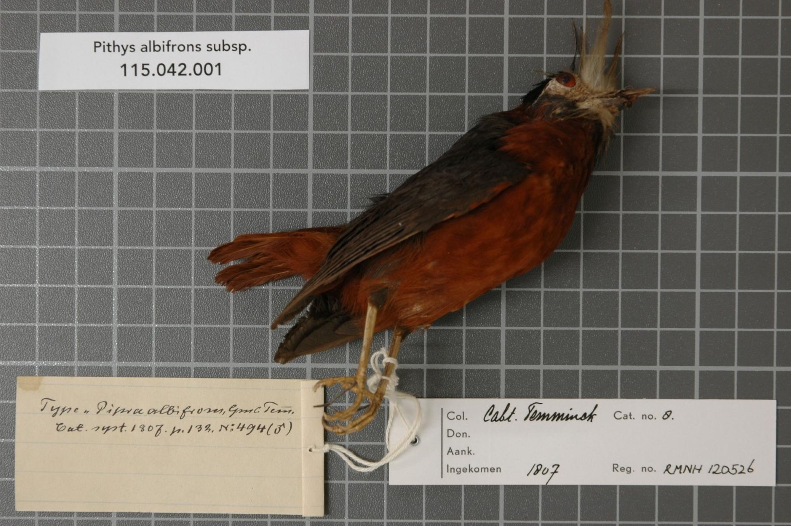 White-plumed Antbird