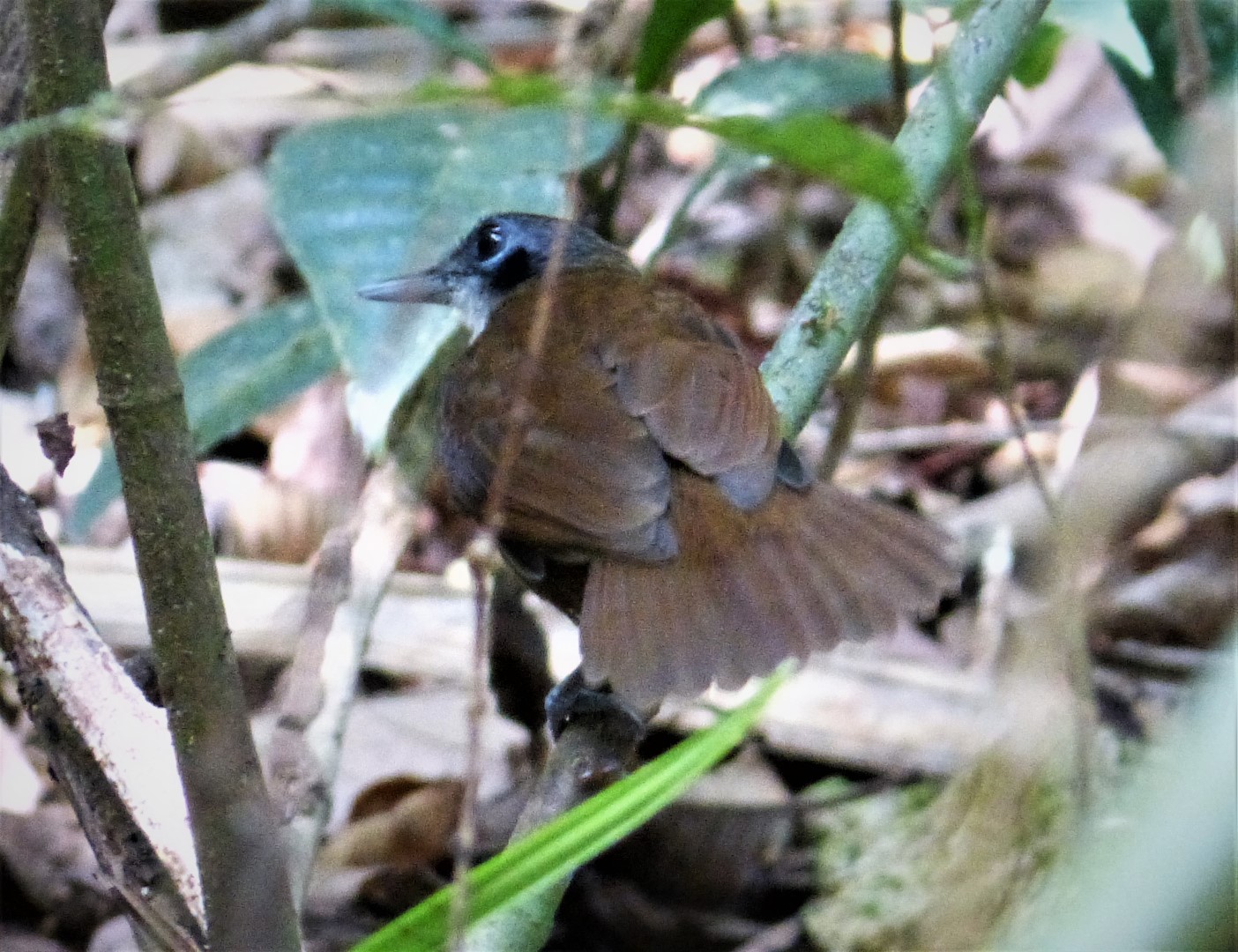 White-plumed Antbird