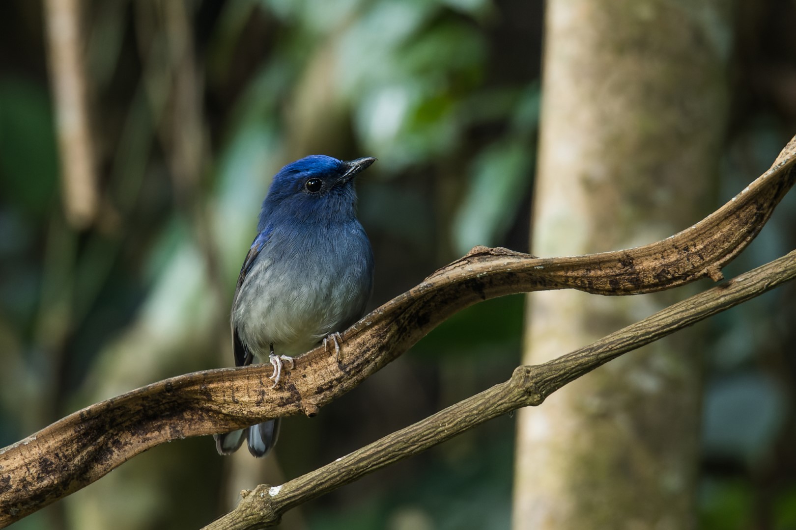 White-plumed Antbird