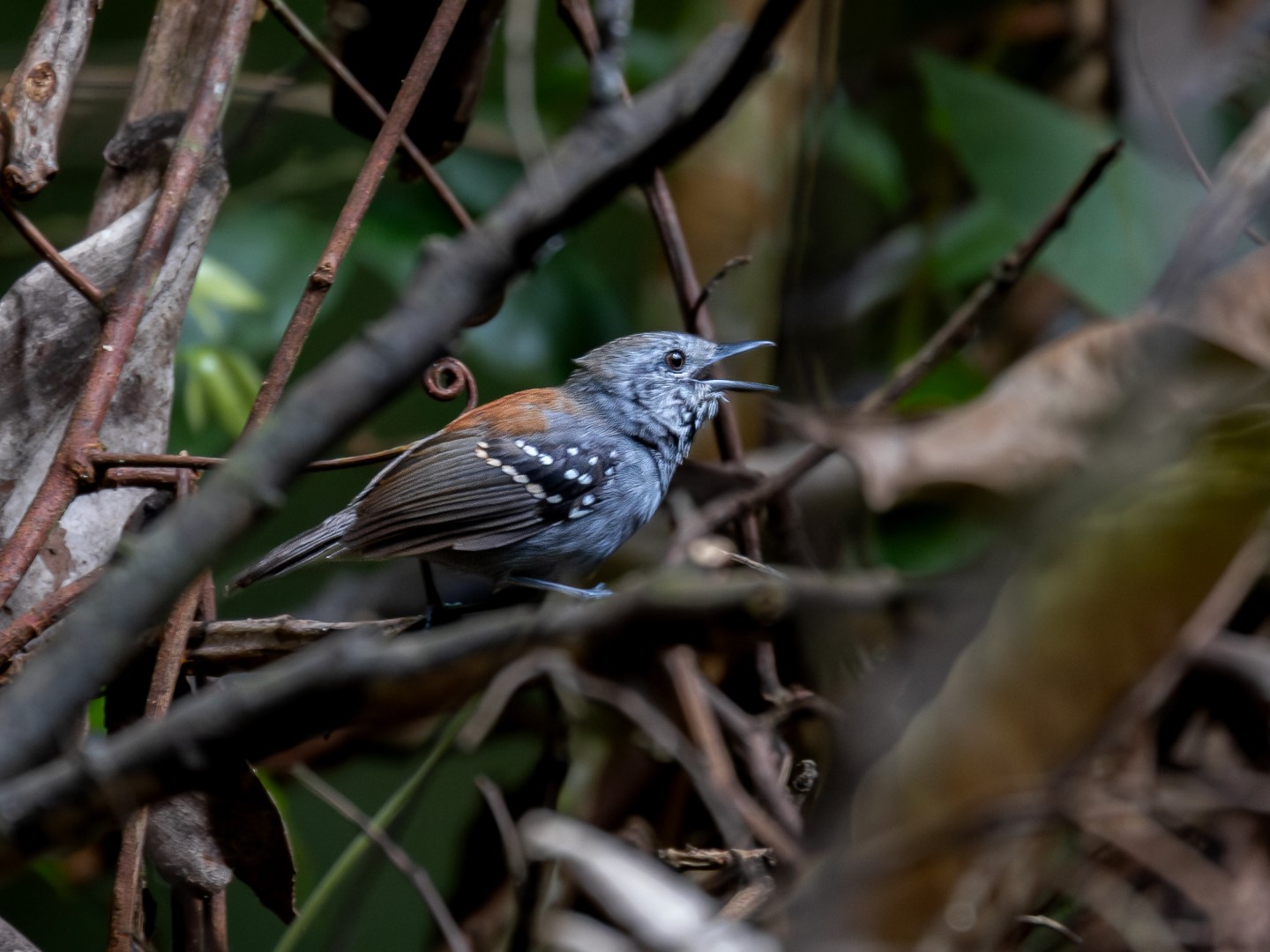White-plumed Antbird