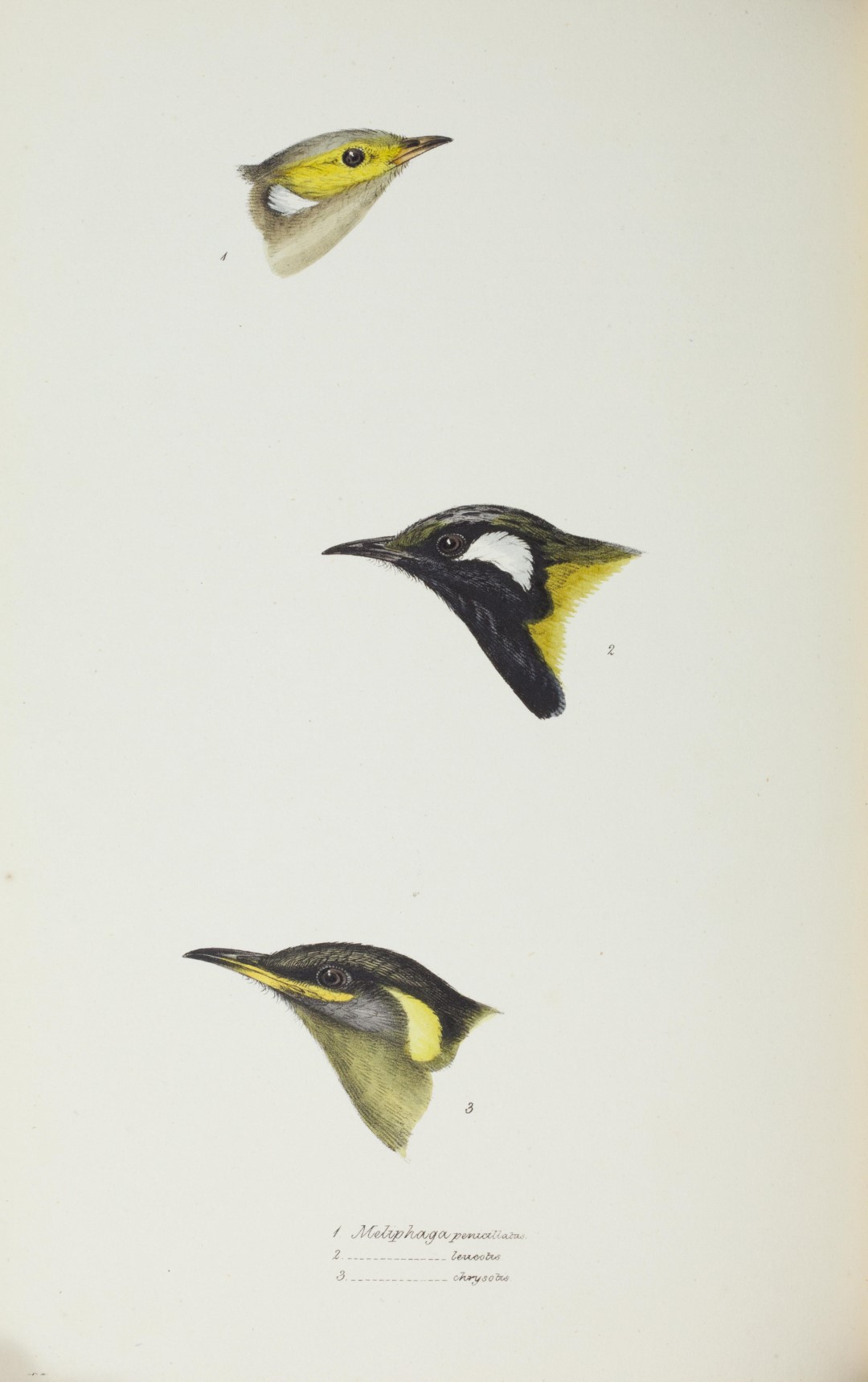 White-plumed Honeyeater
