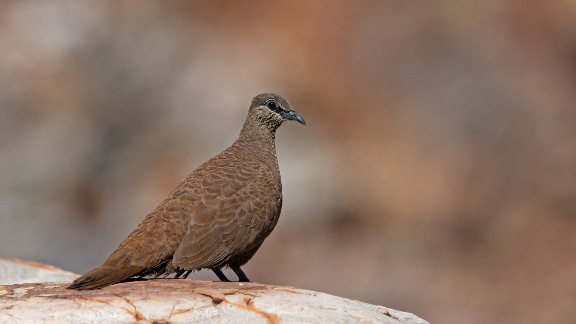 White-quilled Rock Pigeon